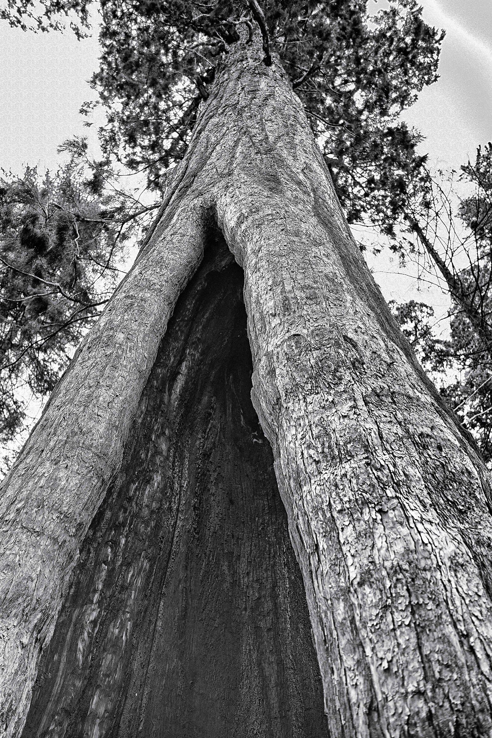 Il gigante - Parco Nazionale Sequoia...