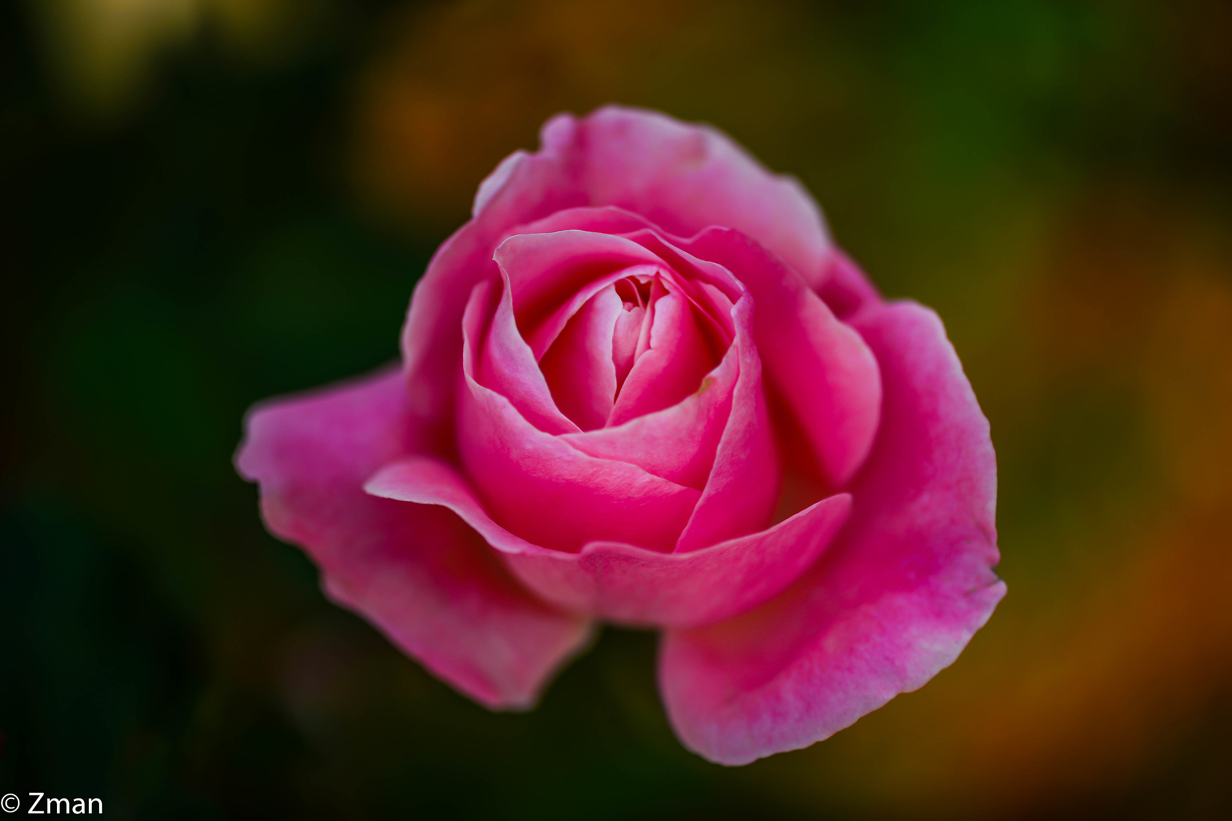 Pink Rose...