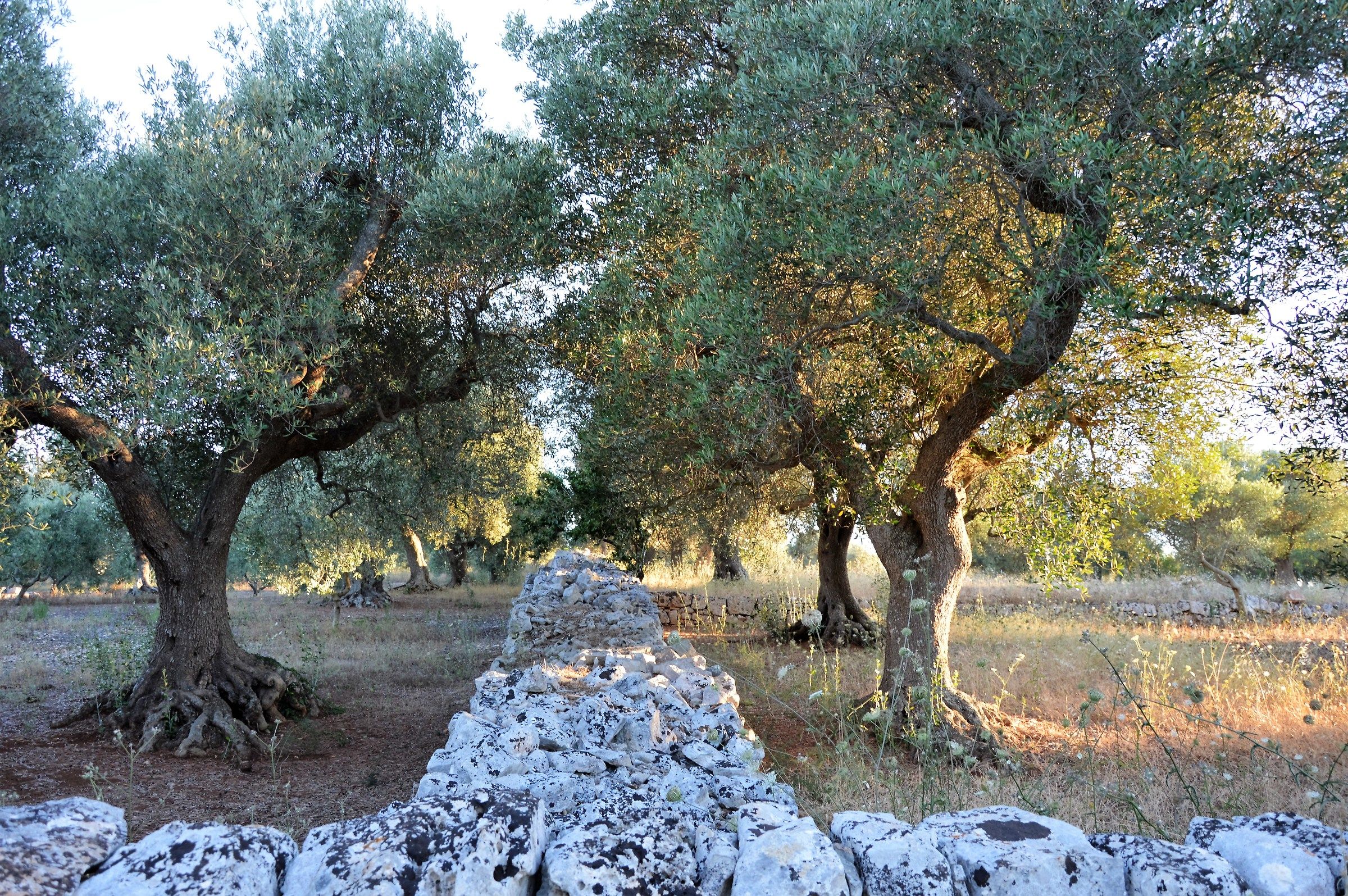 Olive groves...