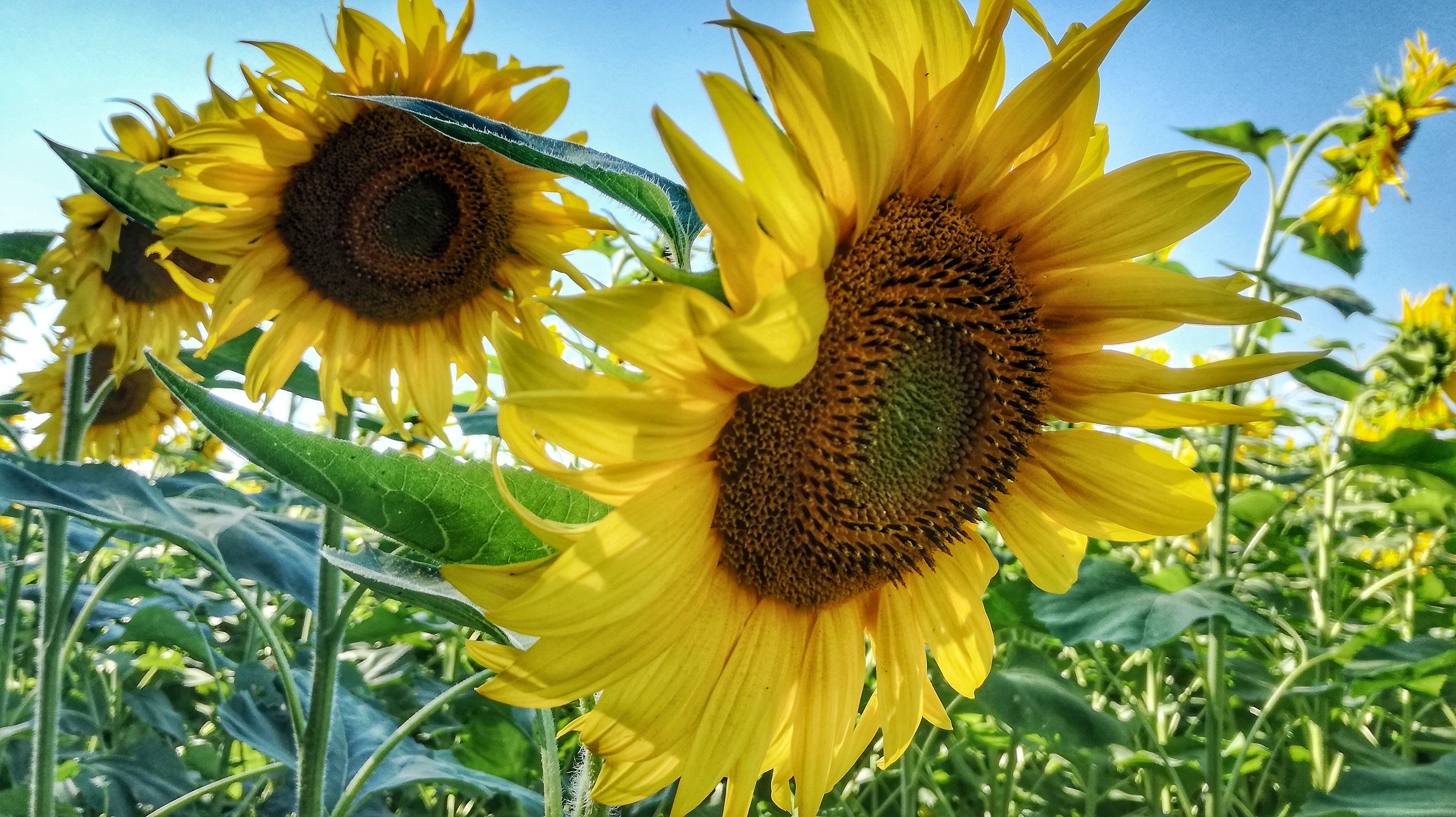 Girasole...