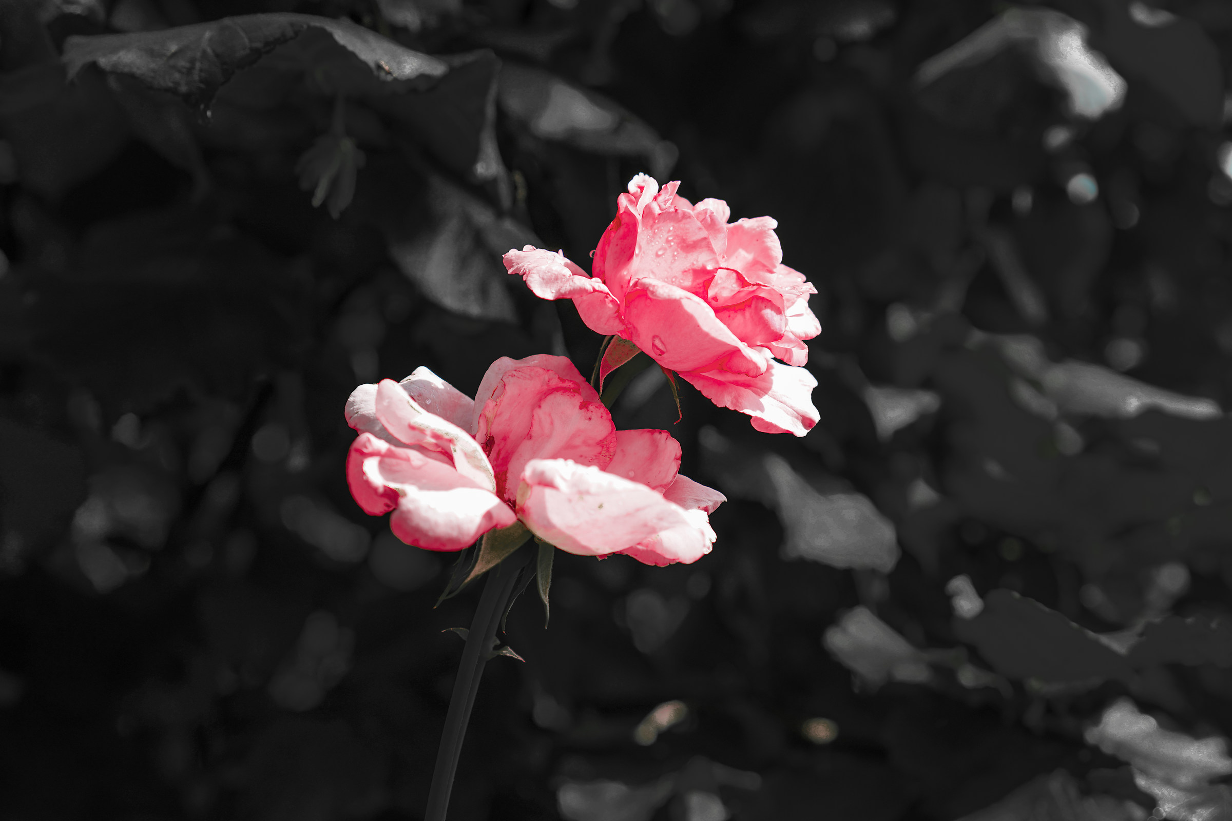 Flower...