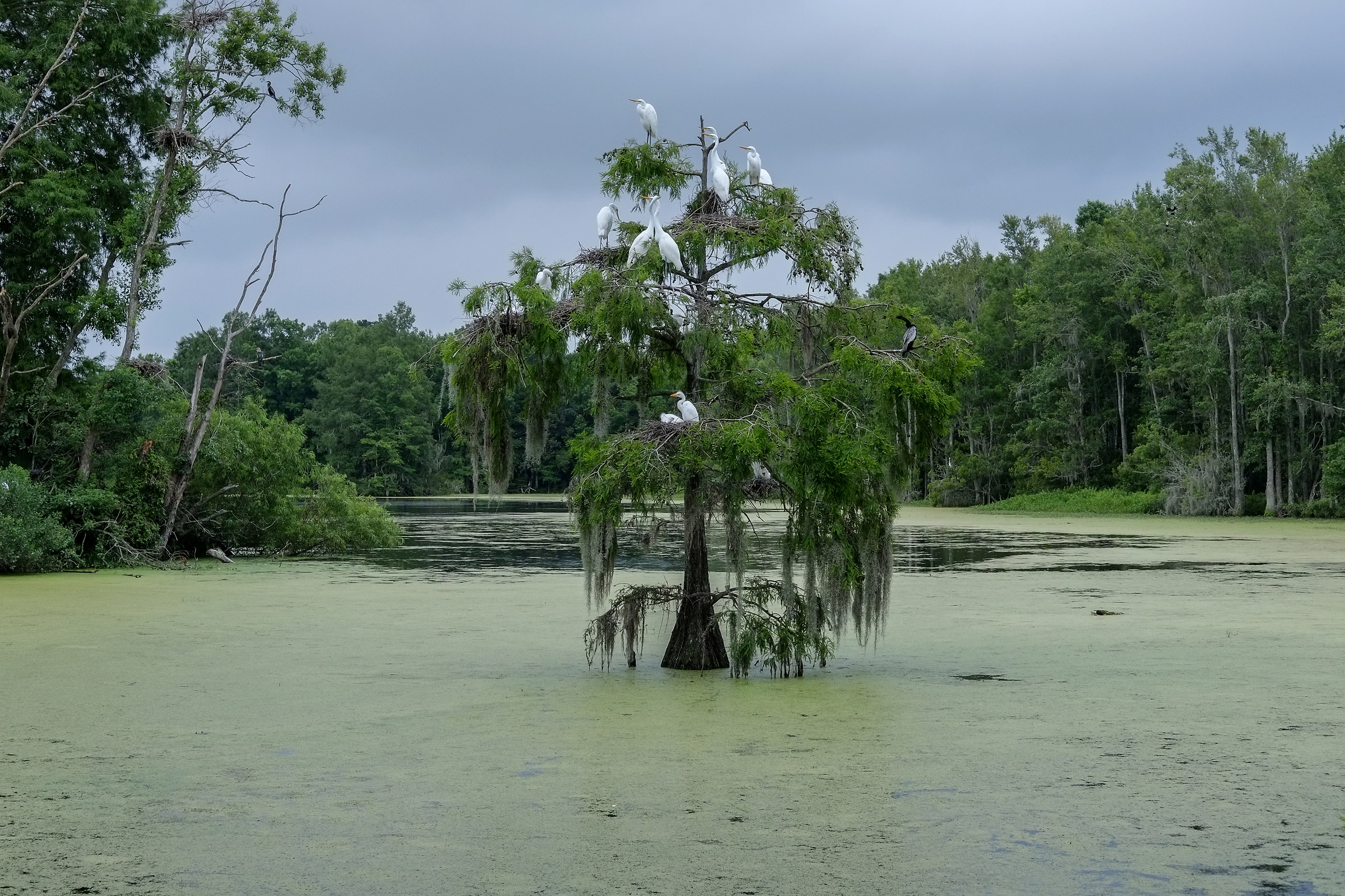 Audubon Swamp...