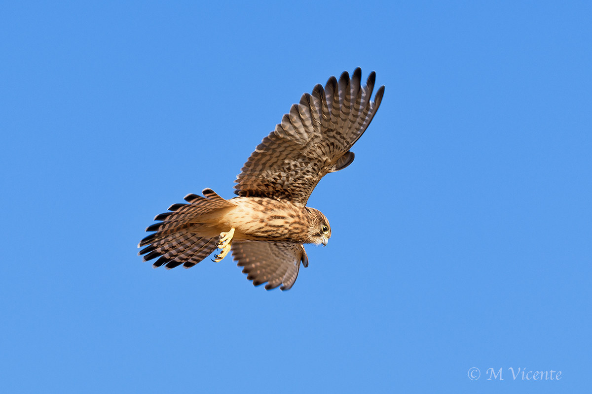 Kestrel   (Falco tinnunculus canariensis)...