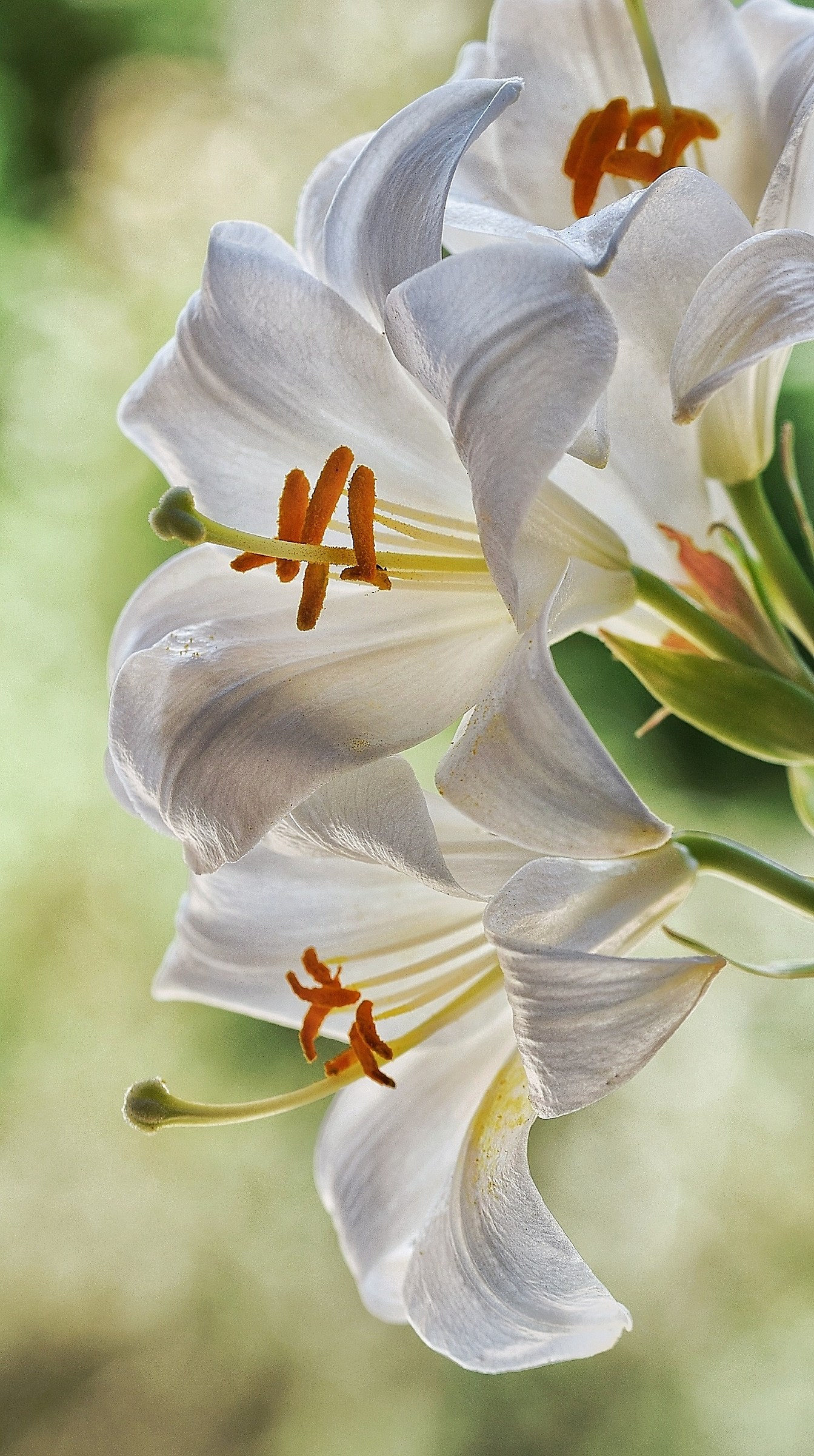 White lilies...