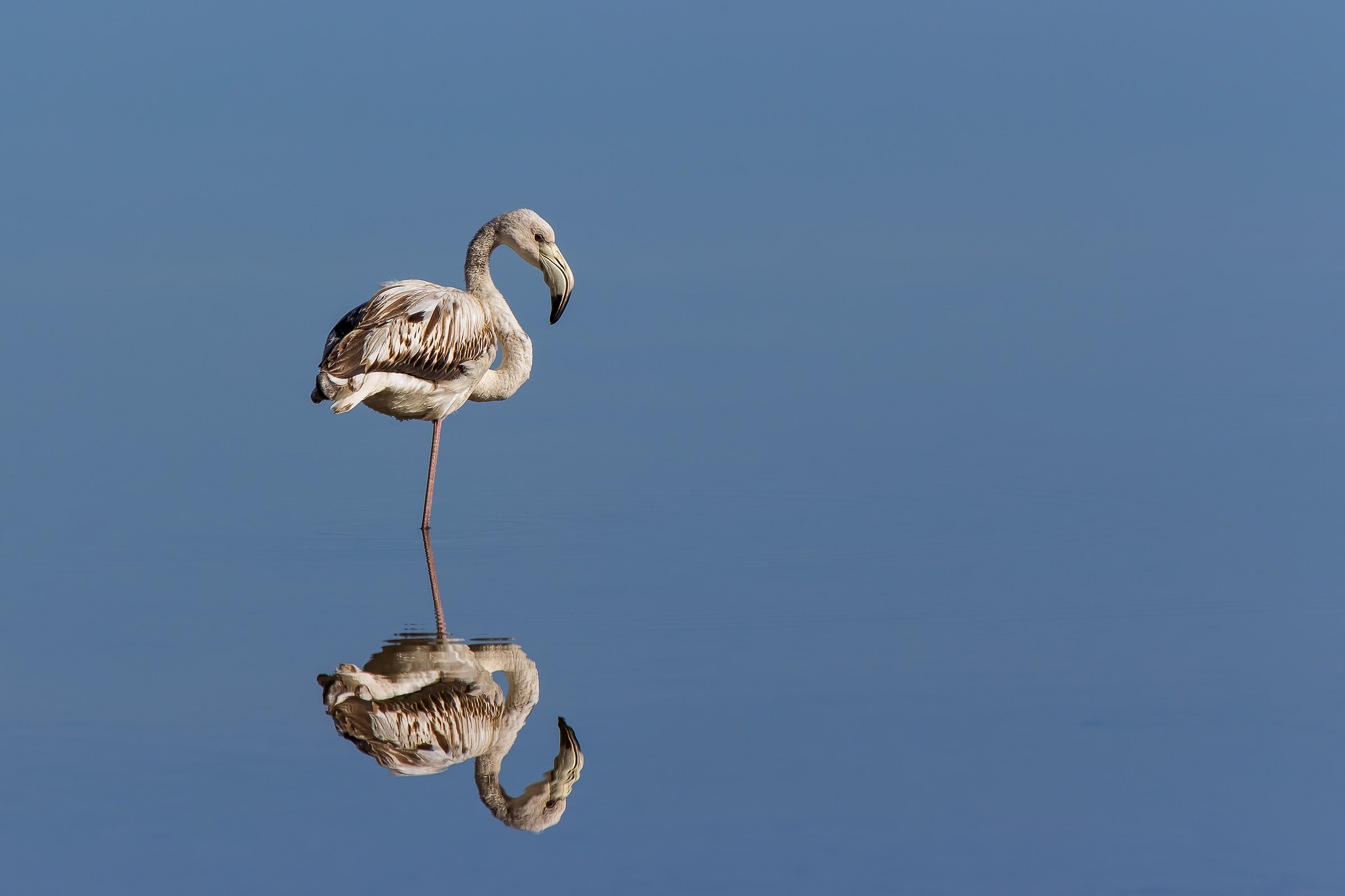 Flamingo...