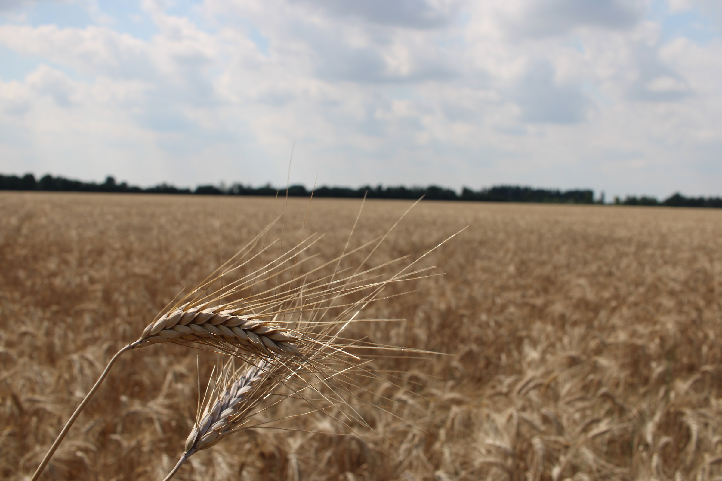 Ear of wheat...