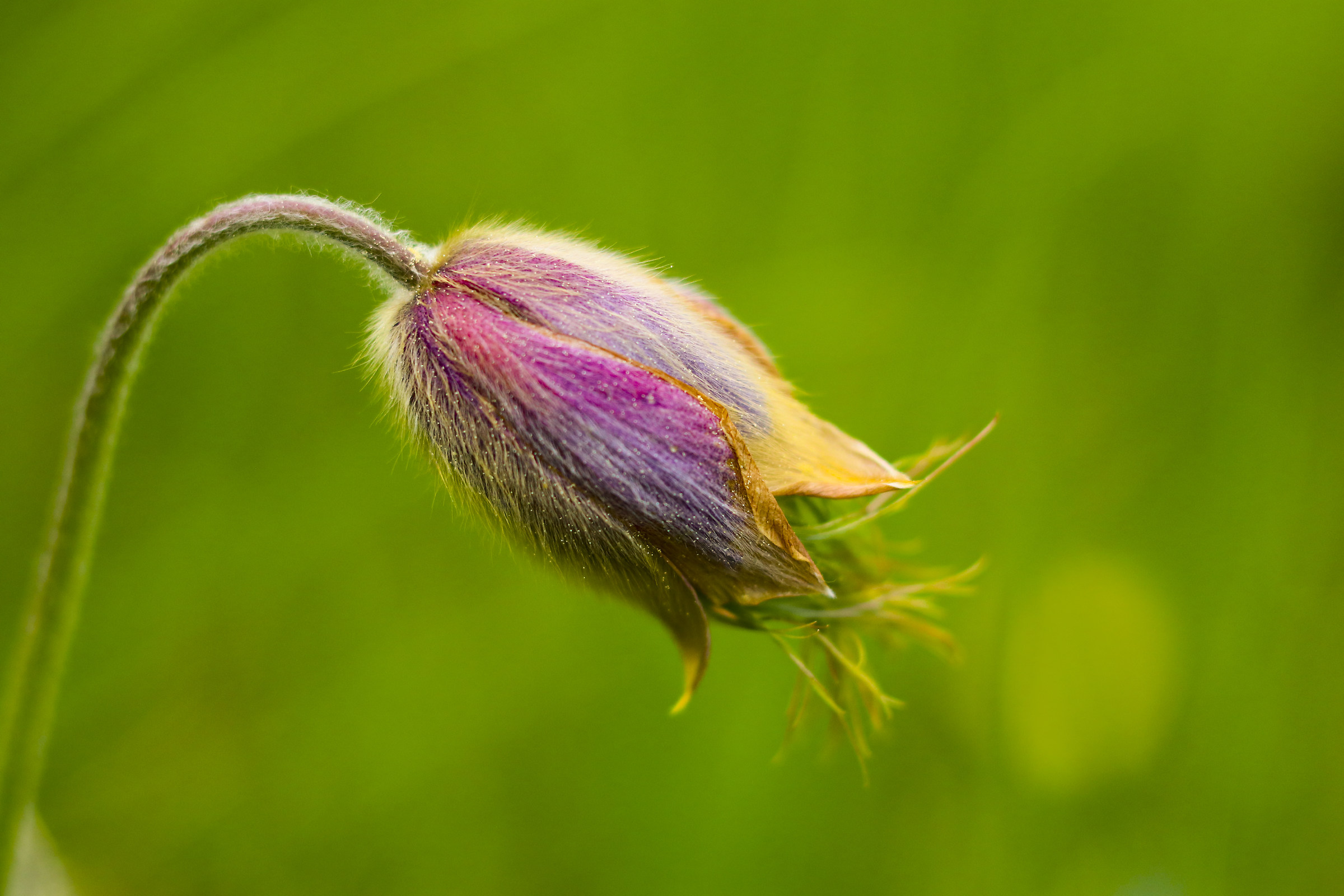 Anemone di primavera...