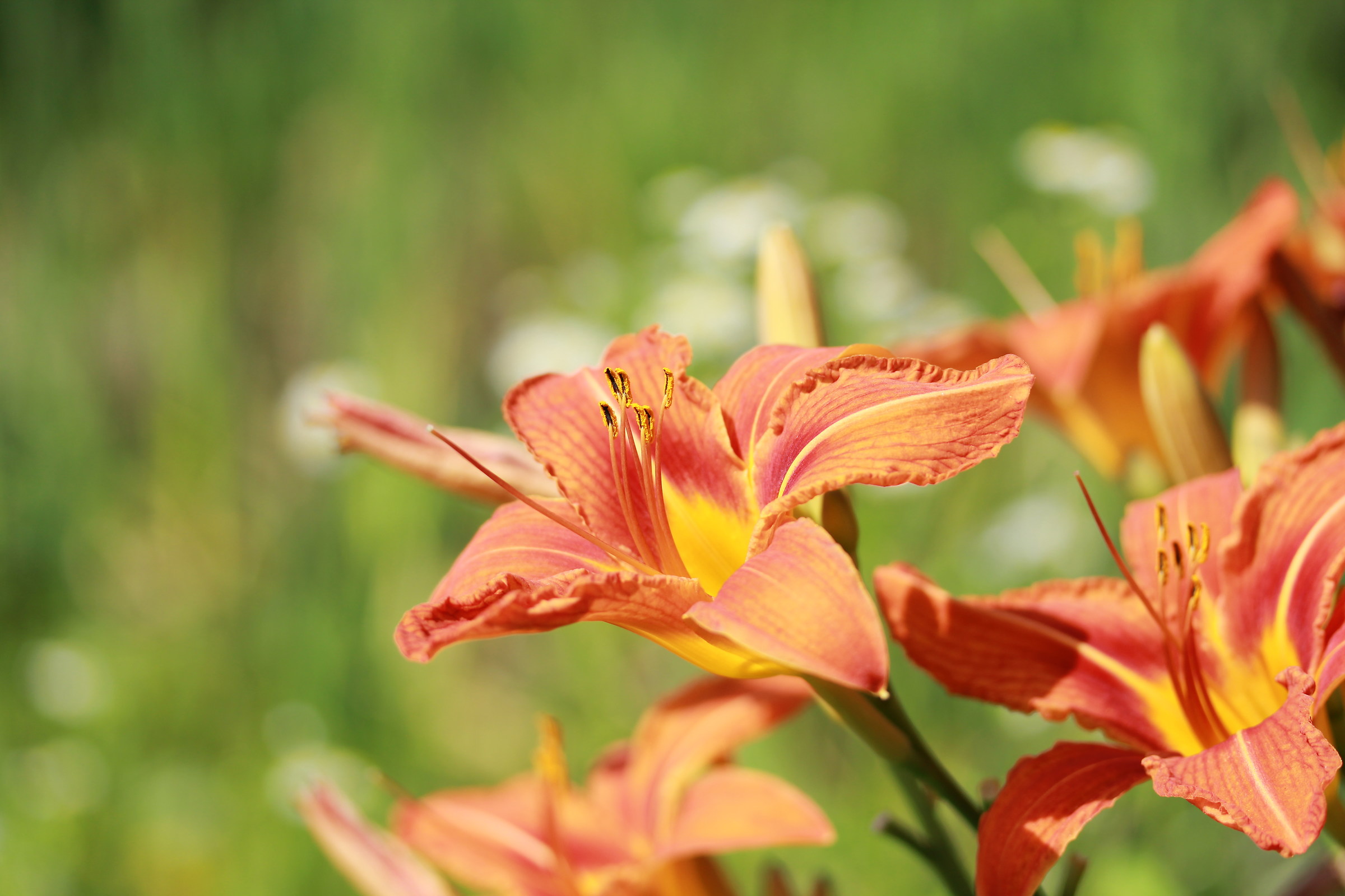 Orange Pond Lily...