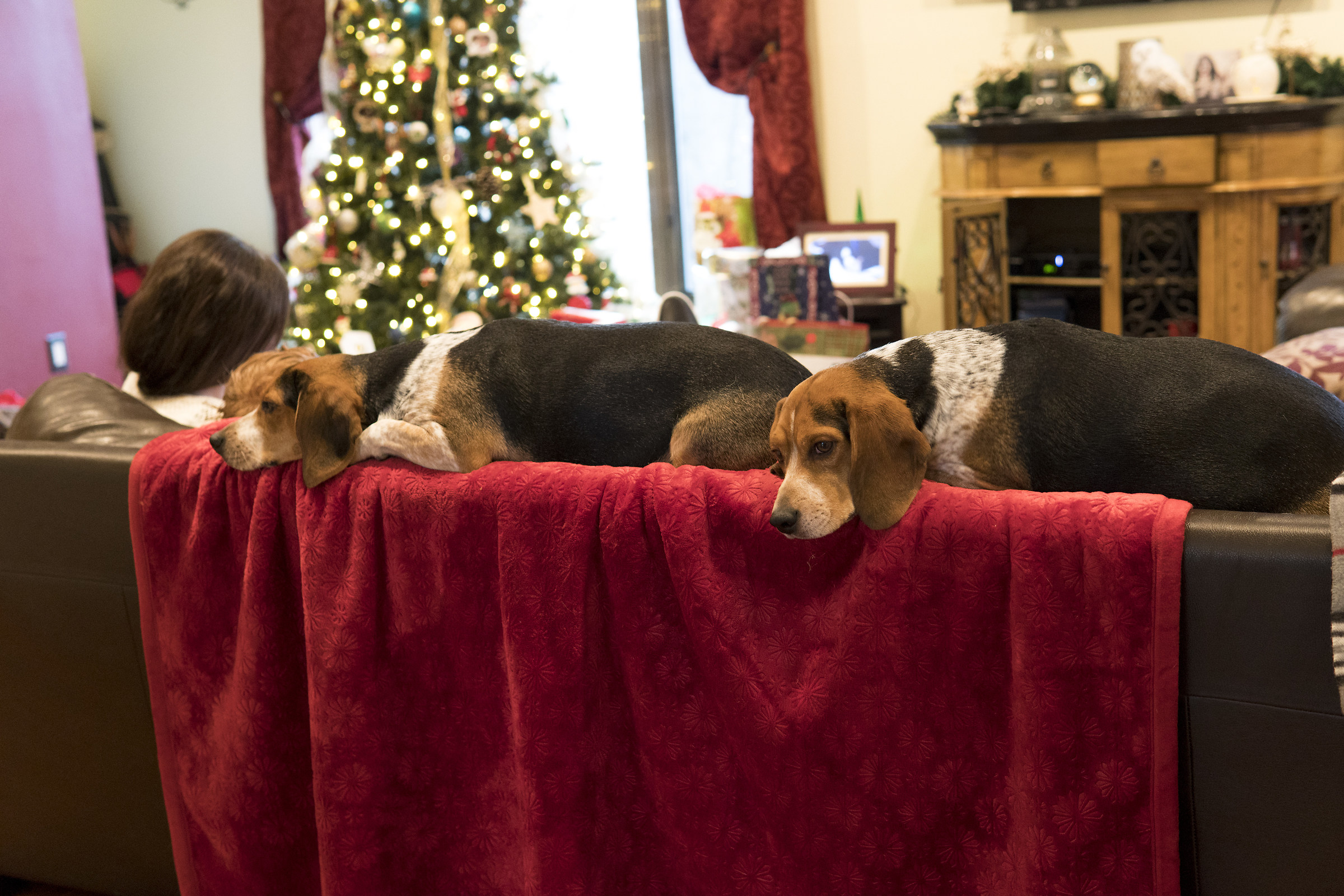 Beagle Doggo 3...