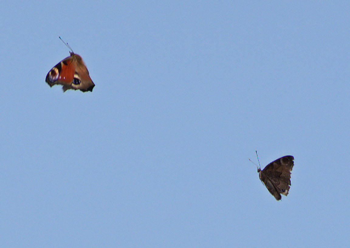 Butterflies in flight...