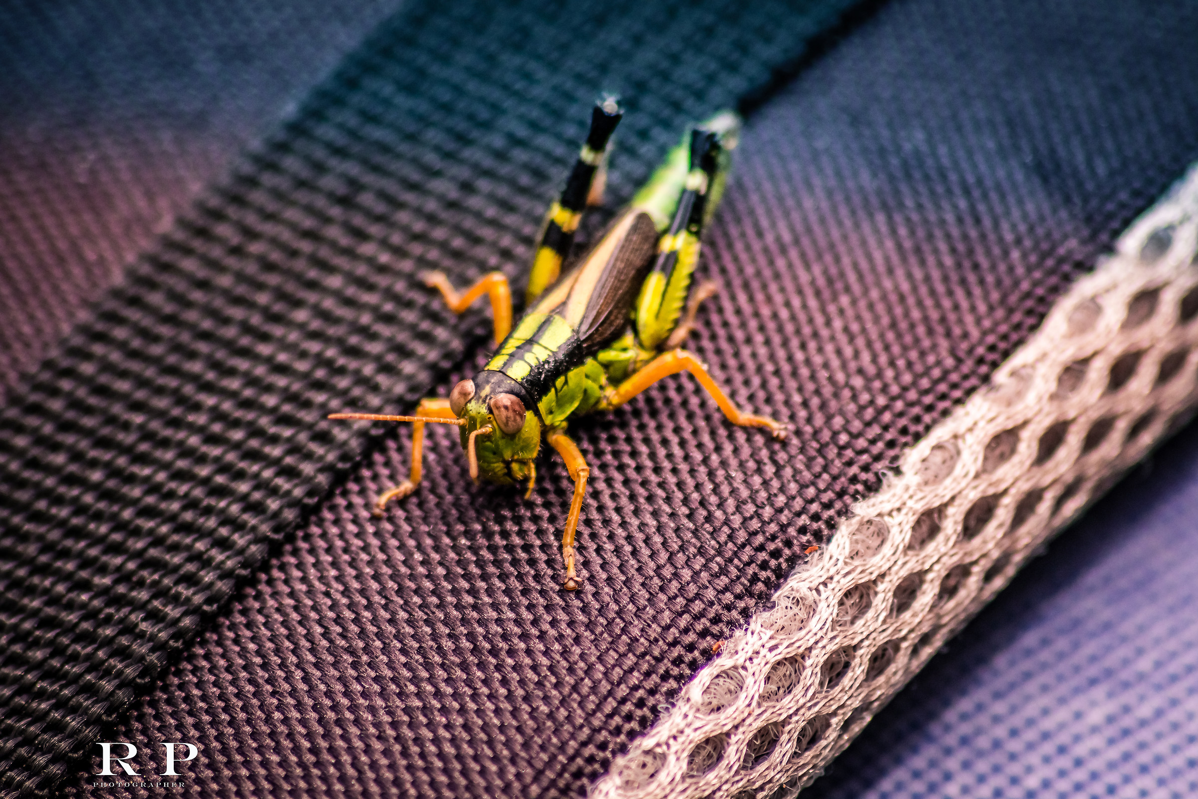 A nice green locust...