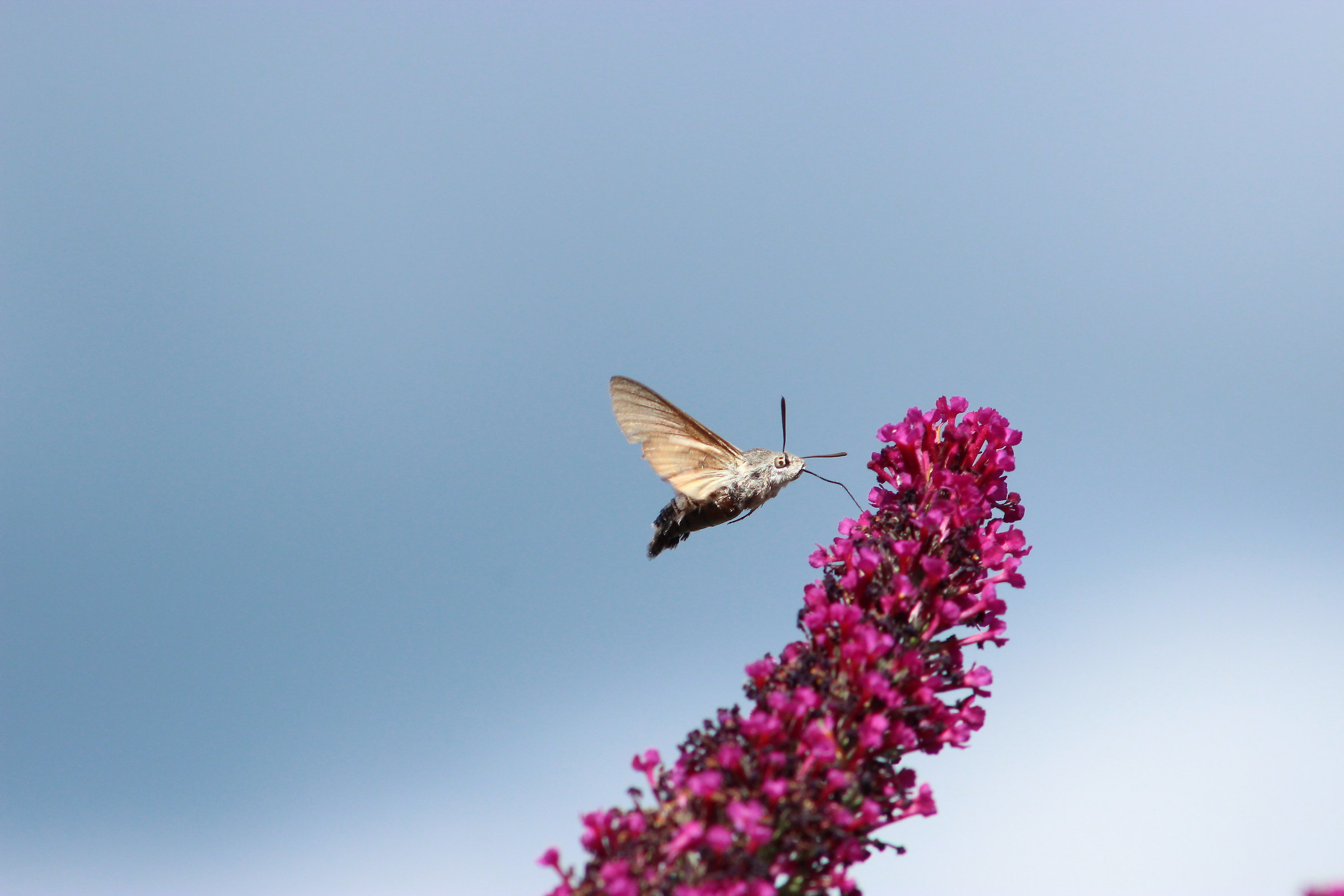 sfinge colibrì...