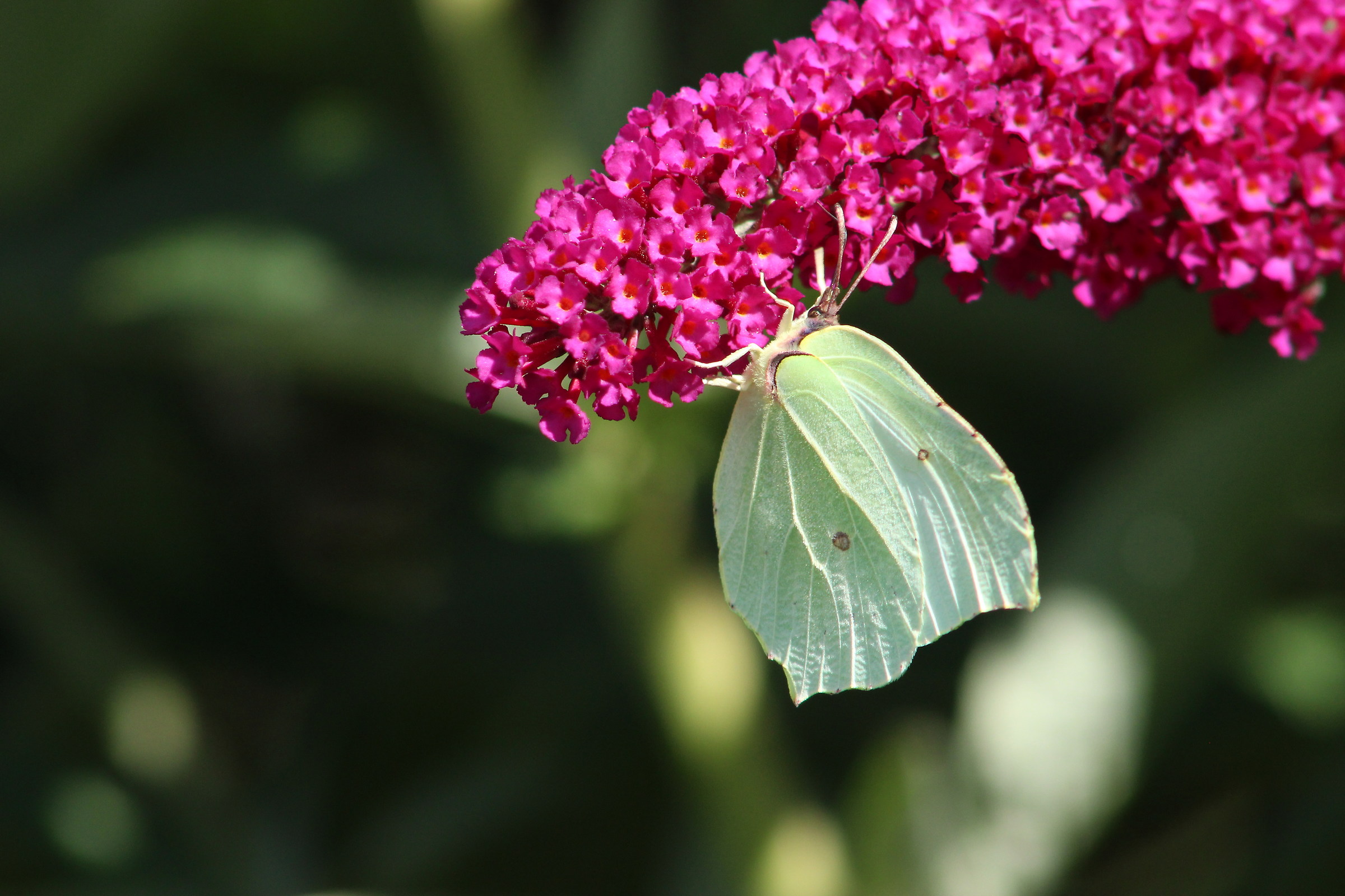 Butterfly Rhamni...