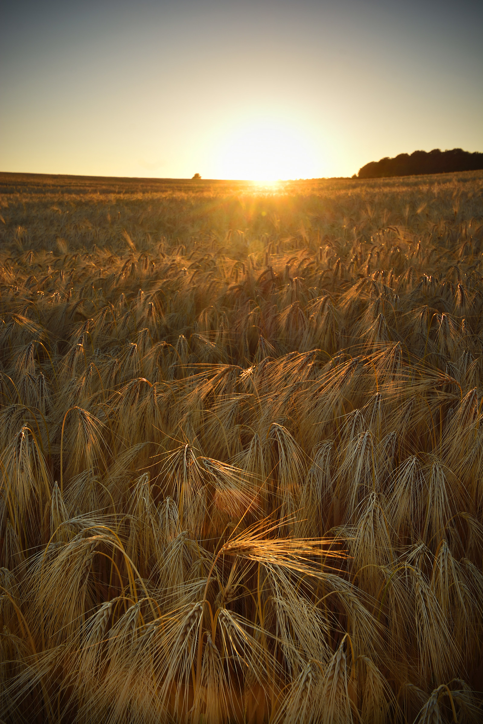 Barley Field Sunrise...