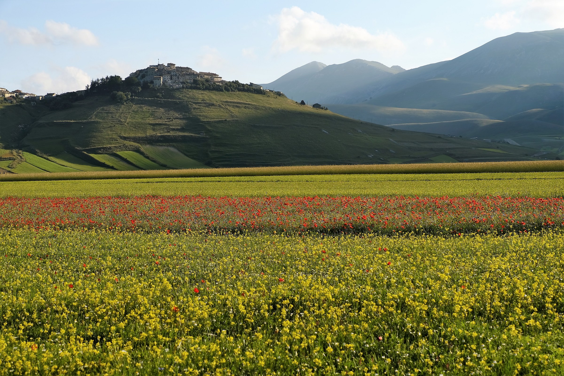 First flowering in Castelluccio di Norcia hours 06.38...