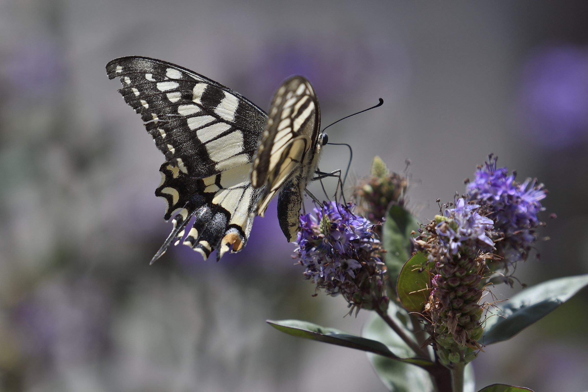 Light Like a butterfly...