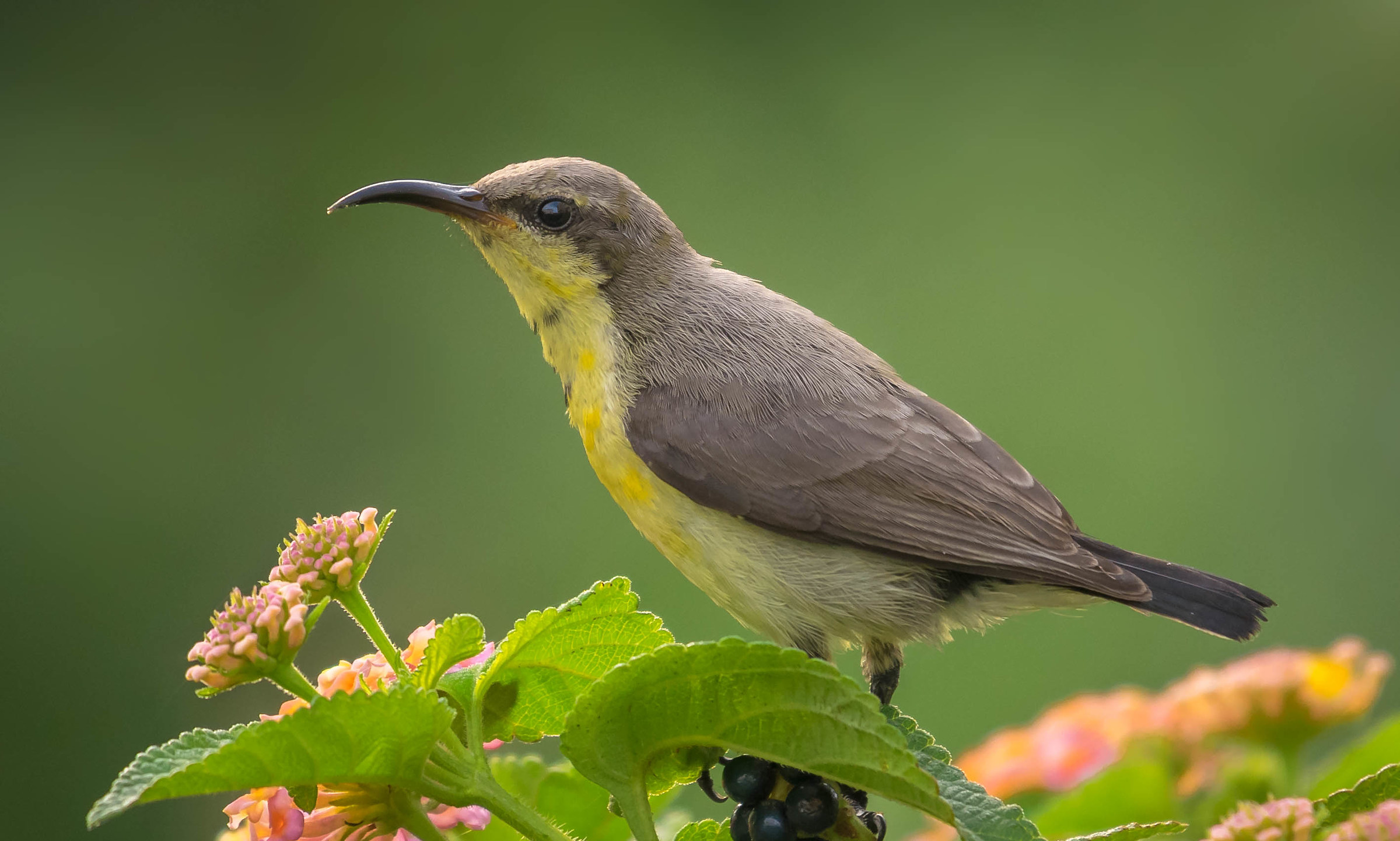 Viola di Sunbird femmina sgualcita...