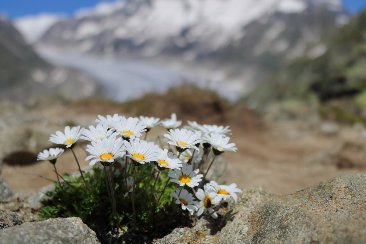 Aletsch in the shade of daisies...