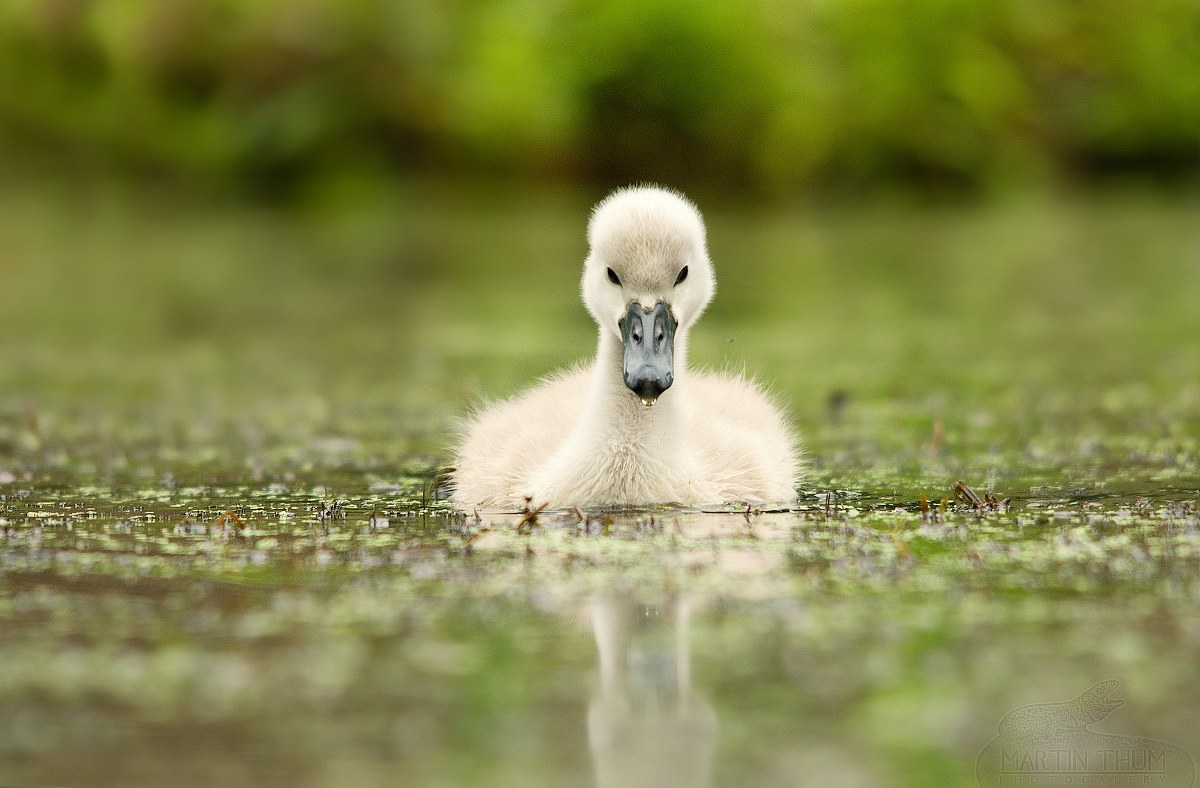 Swan baby...