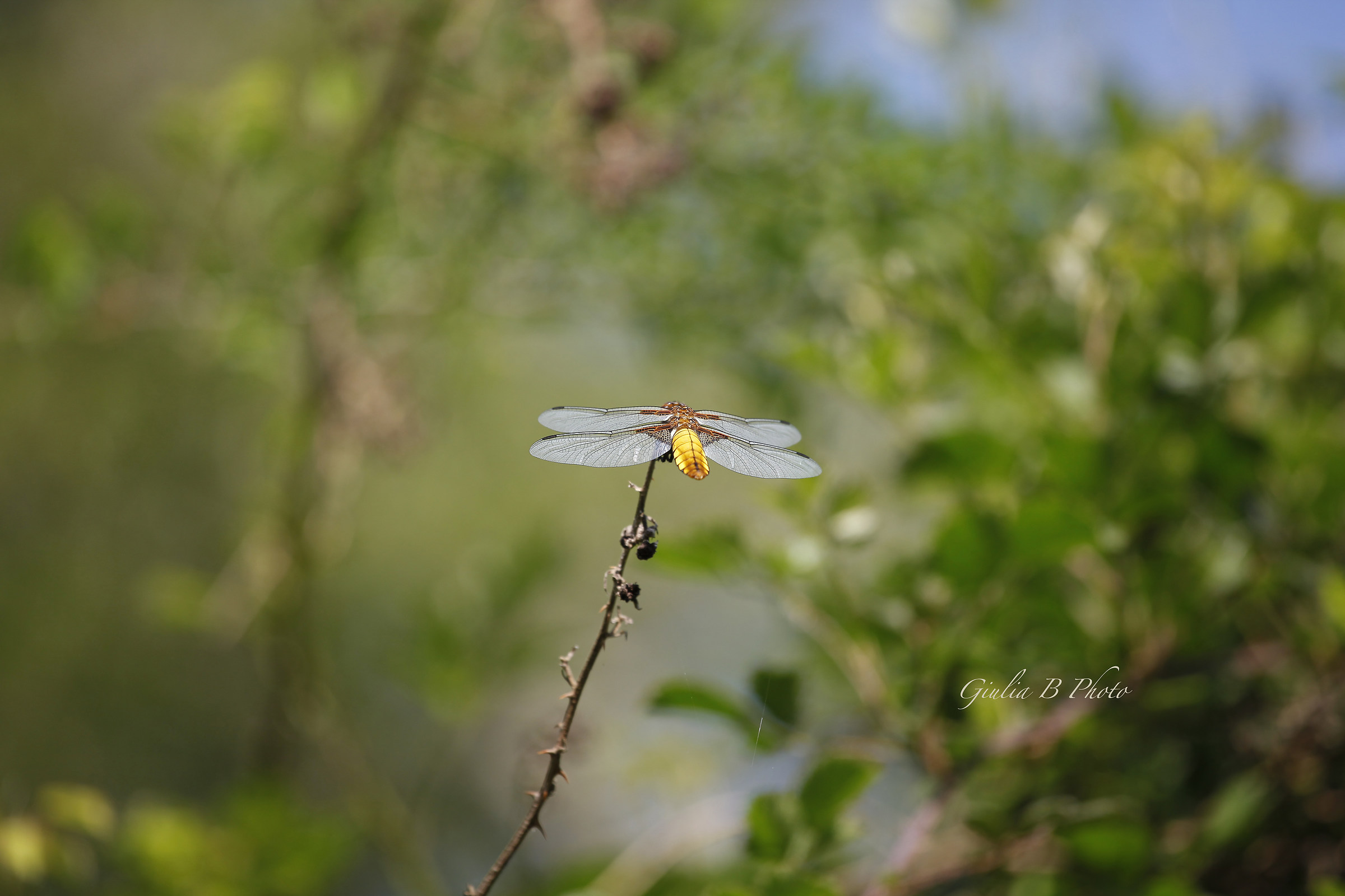 Dragonflies...