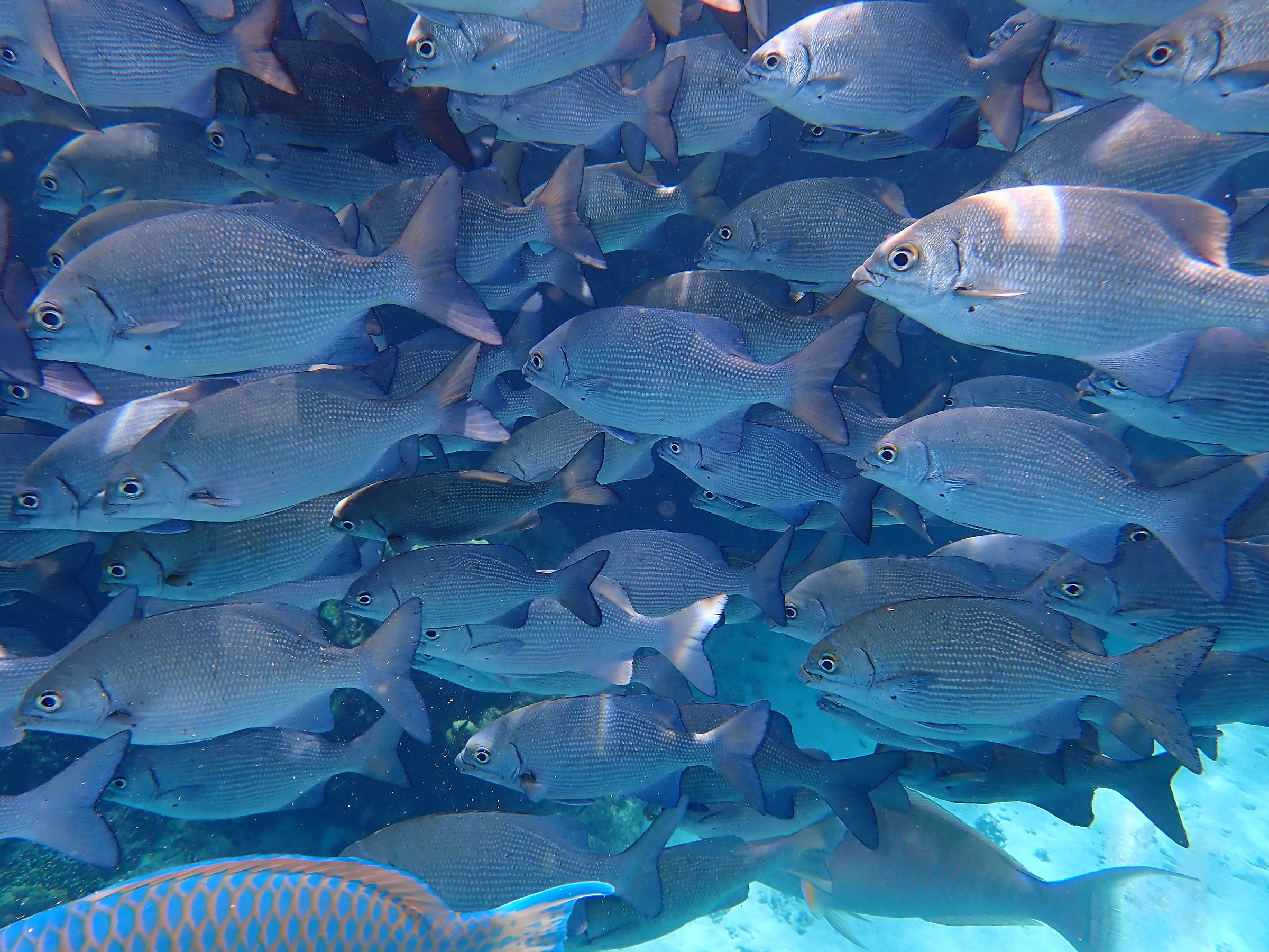 School of Fish in the Similan Islands...