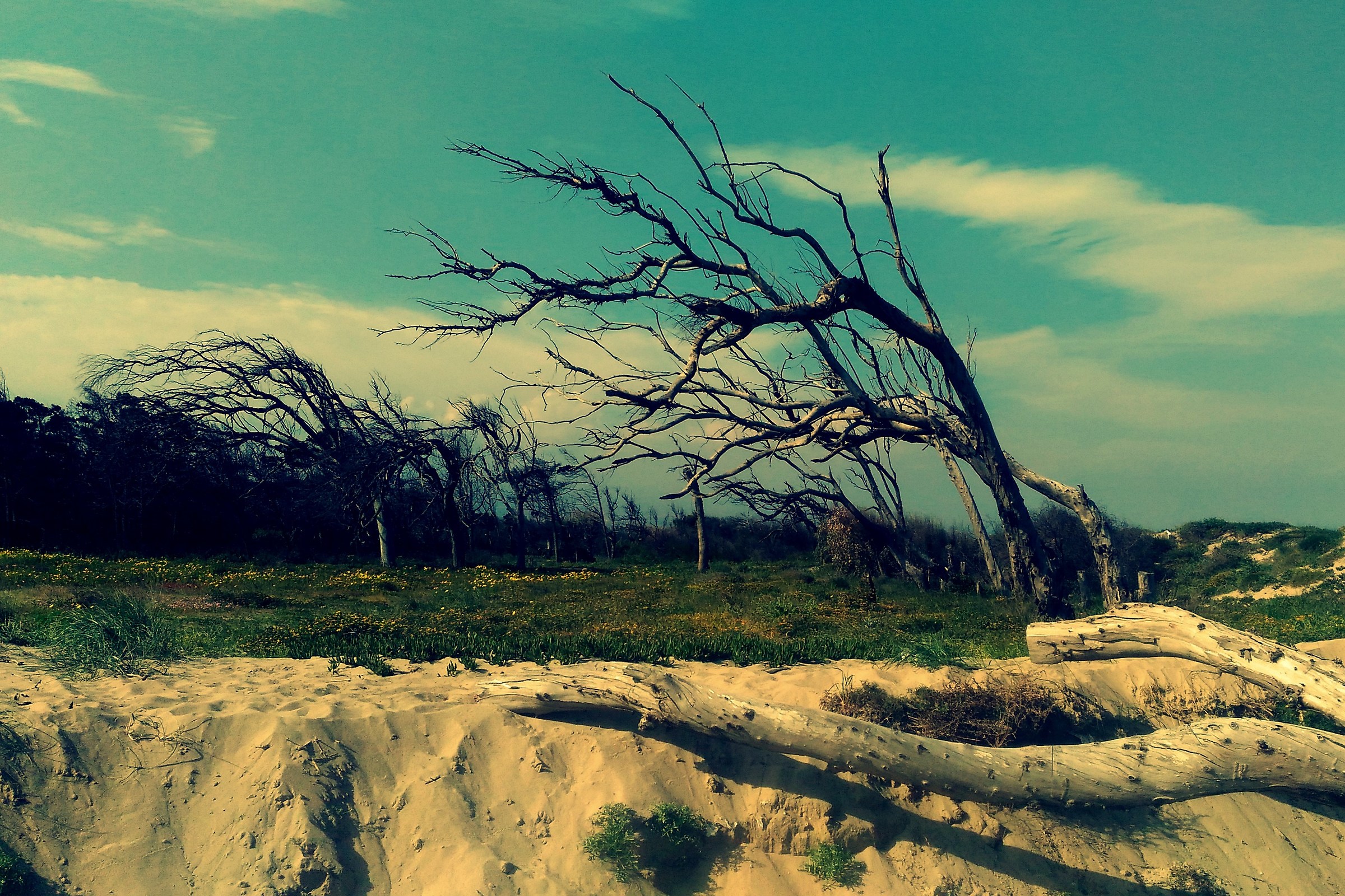 Carved by the sea wind...