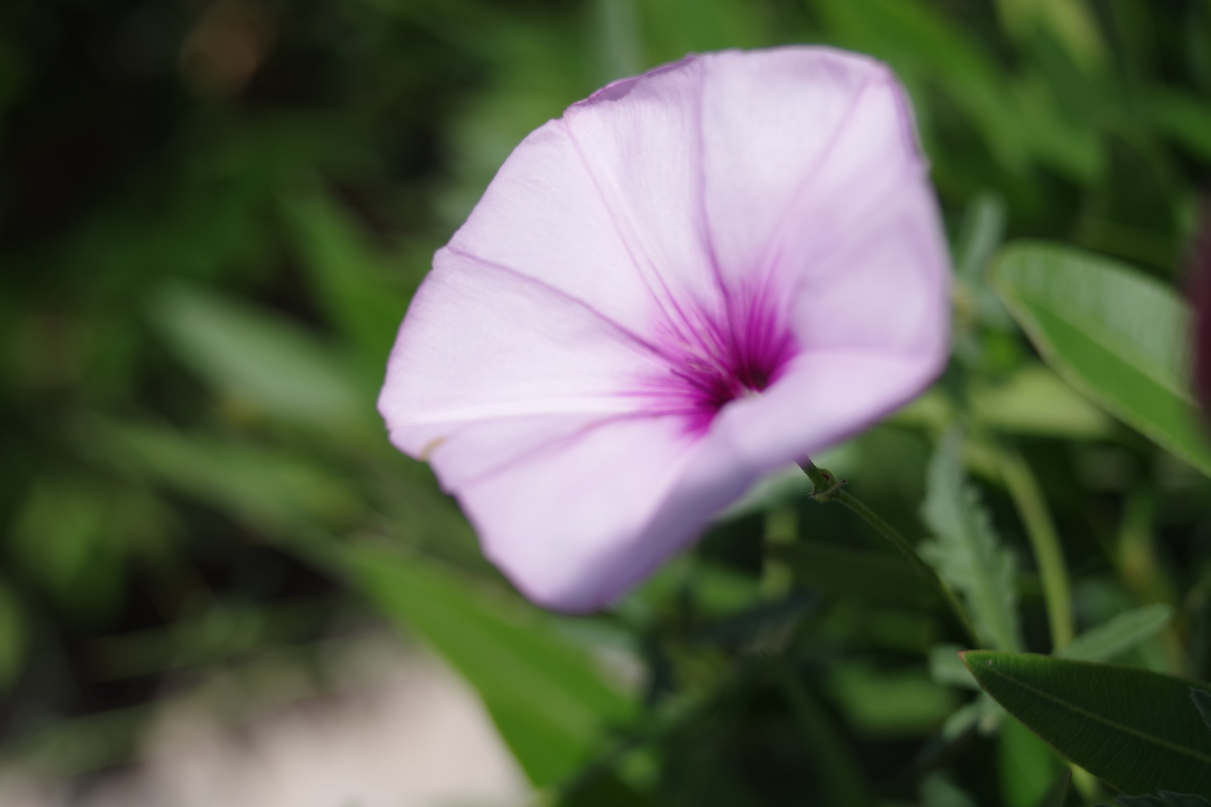 Purple Flower (?)...