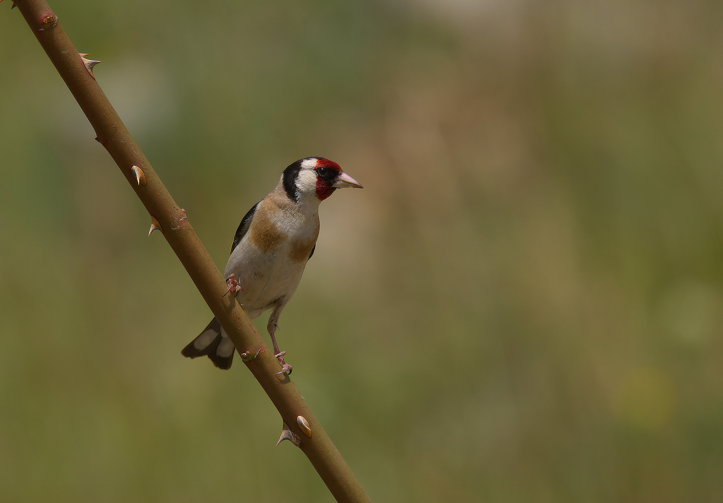 Goldfinch...