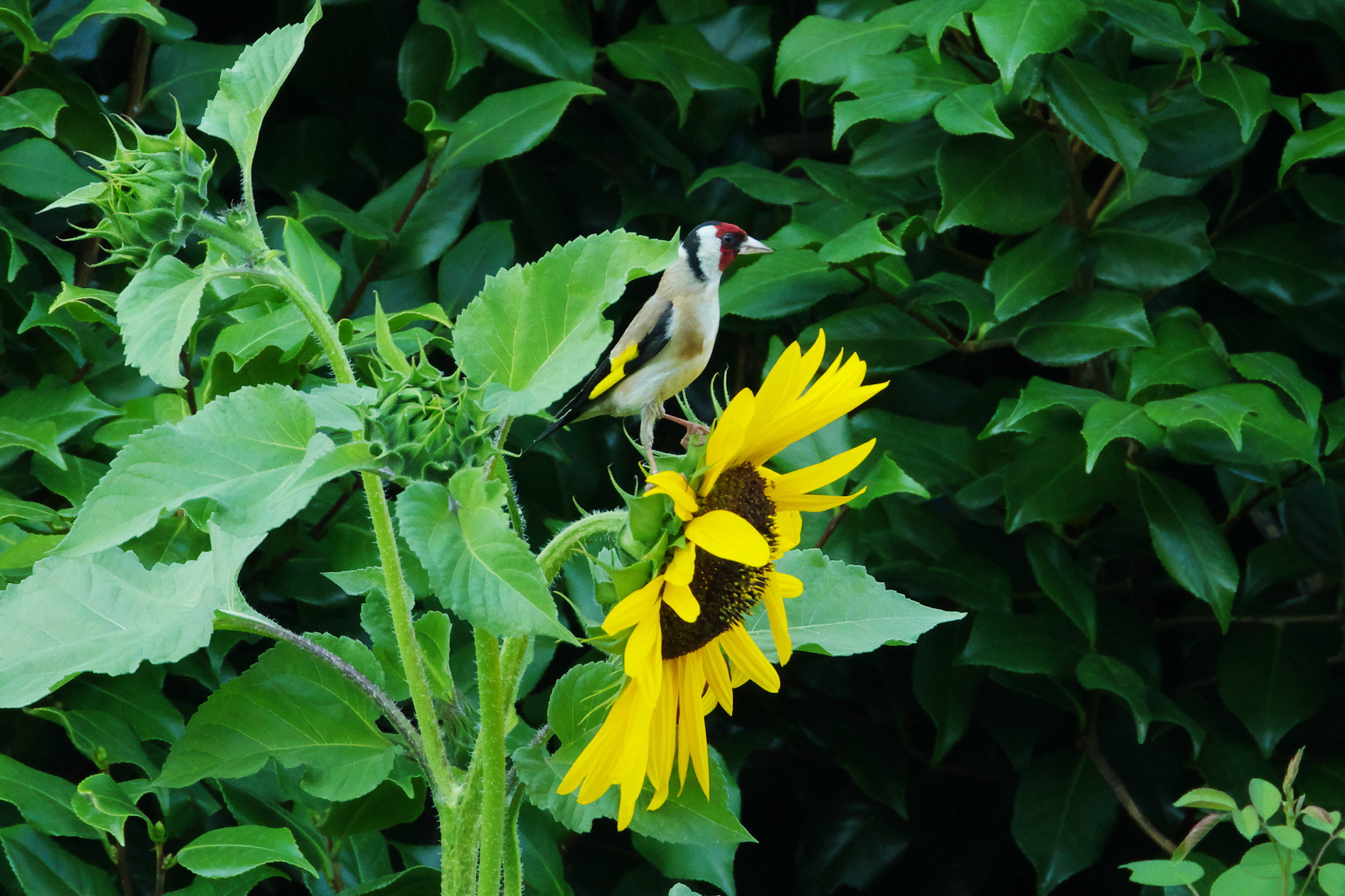 Goldfinch on Sunflower...