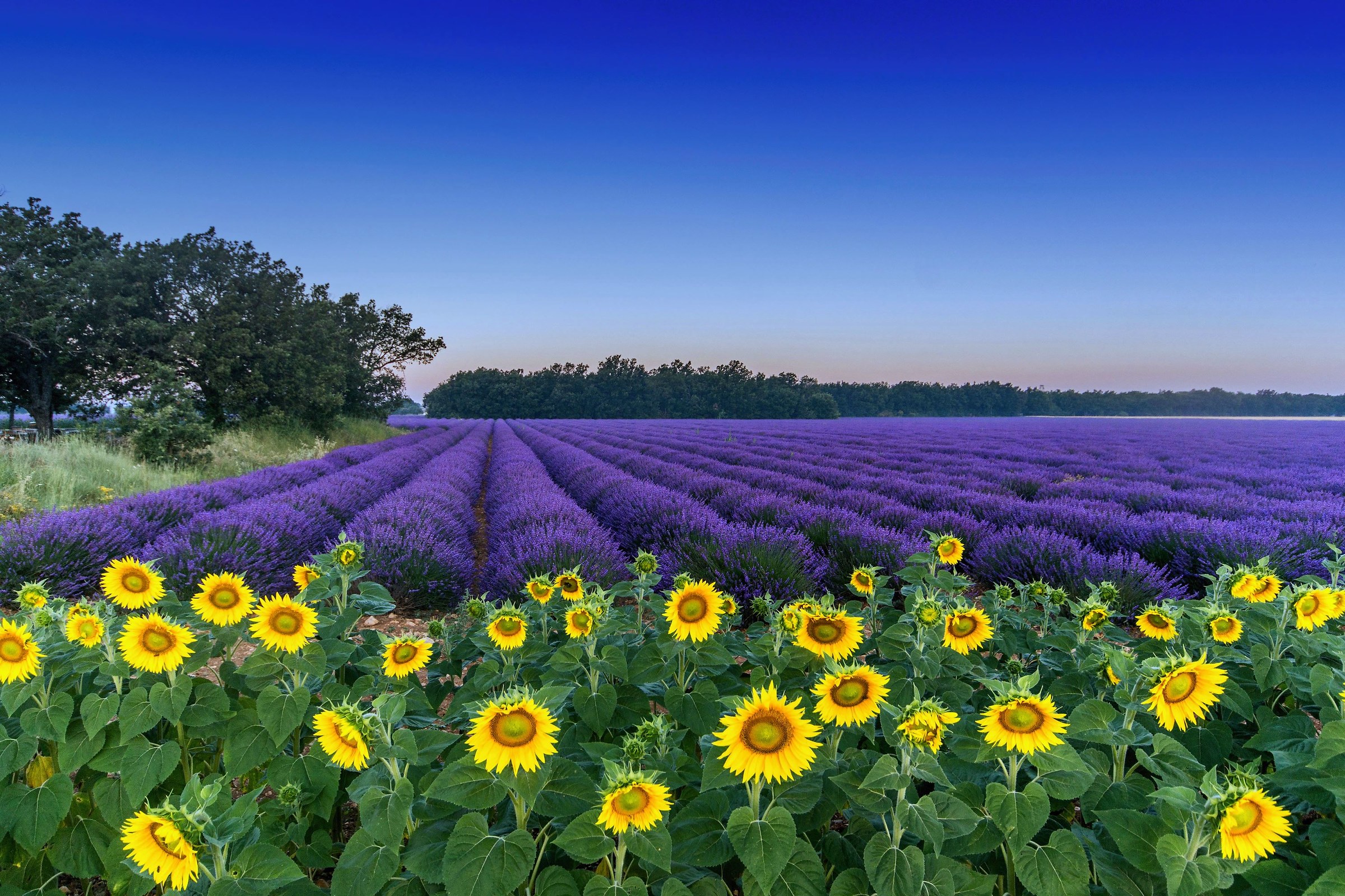 Sunflowers and Lavender at Valensole...