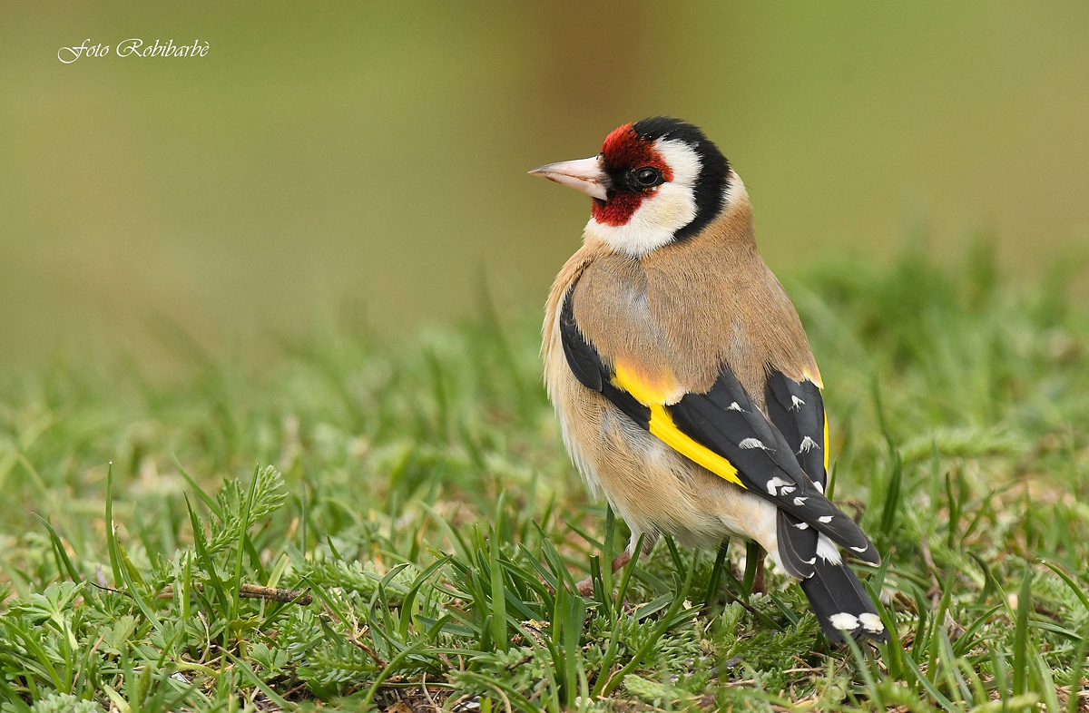 Goldfinch in the grass......