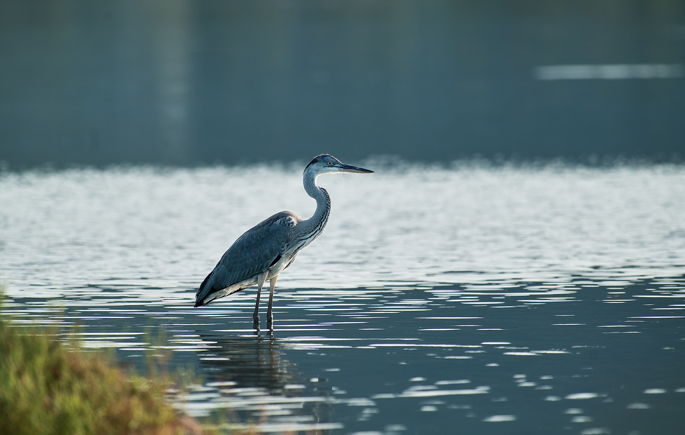 Heron in Silhouette...