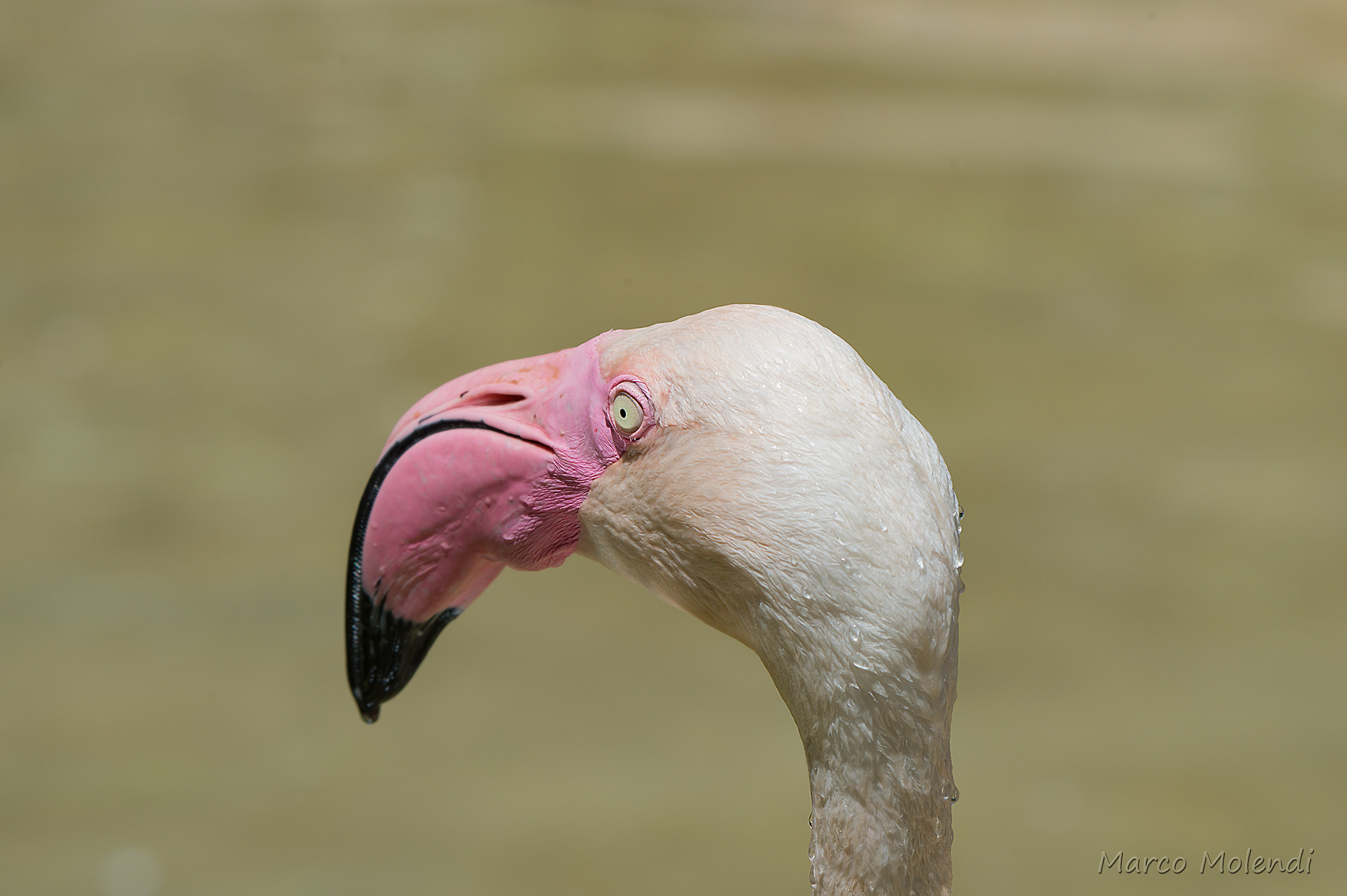 Flamingo...
