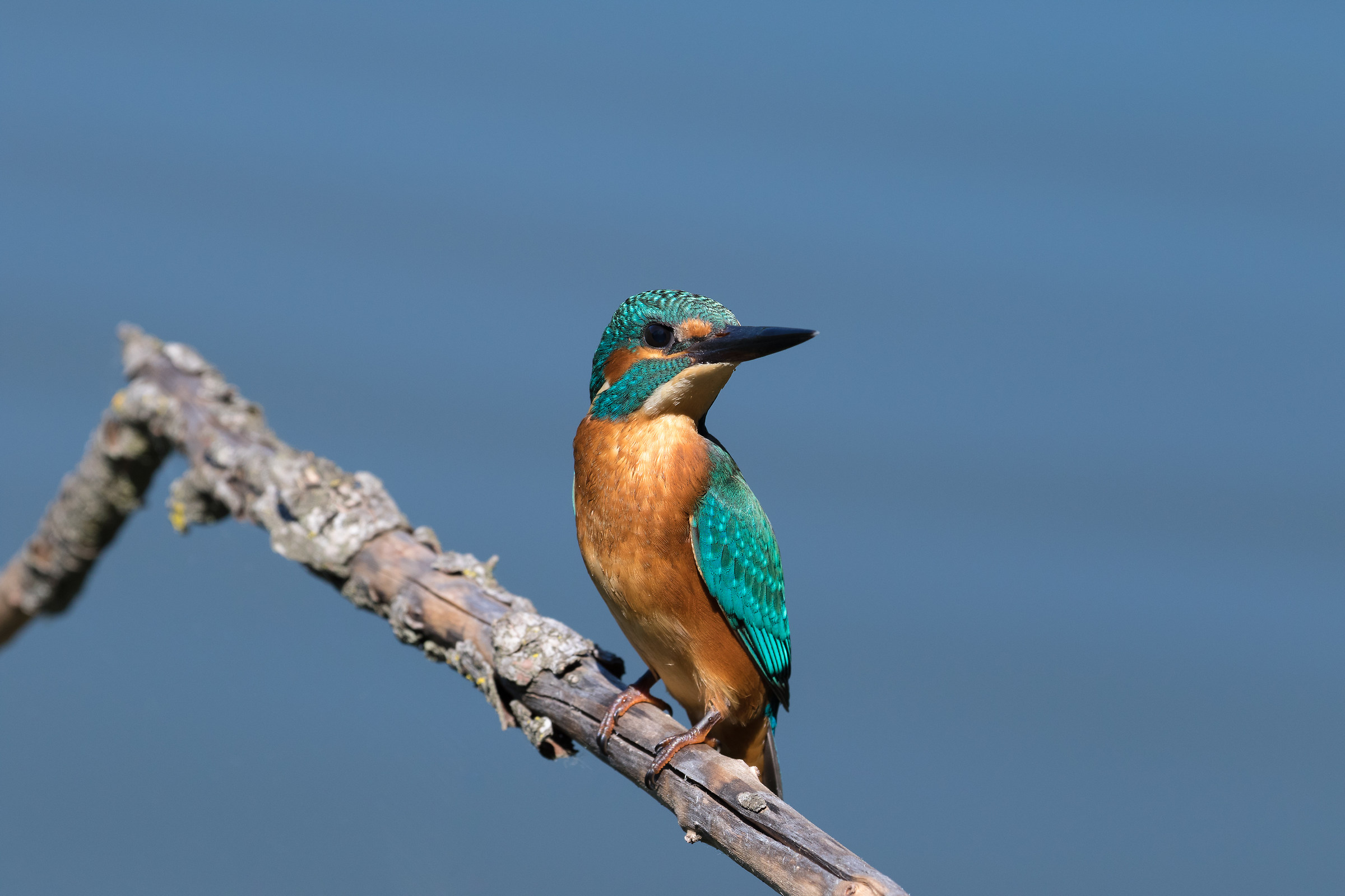 Male Kingfisher (I concede atthis), on roost...