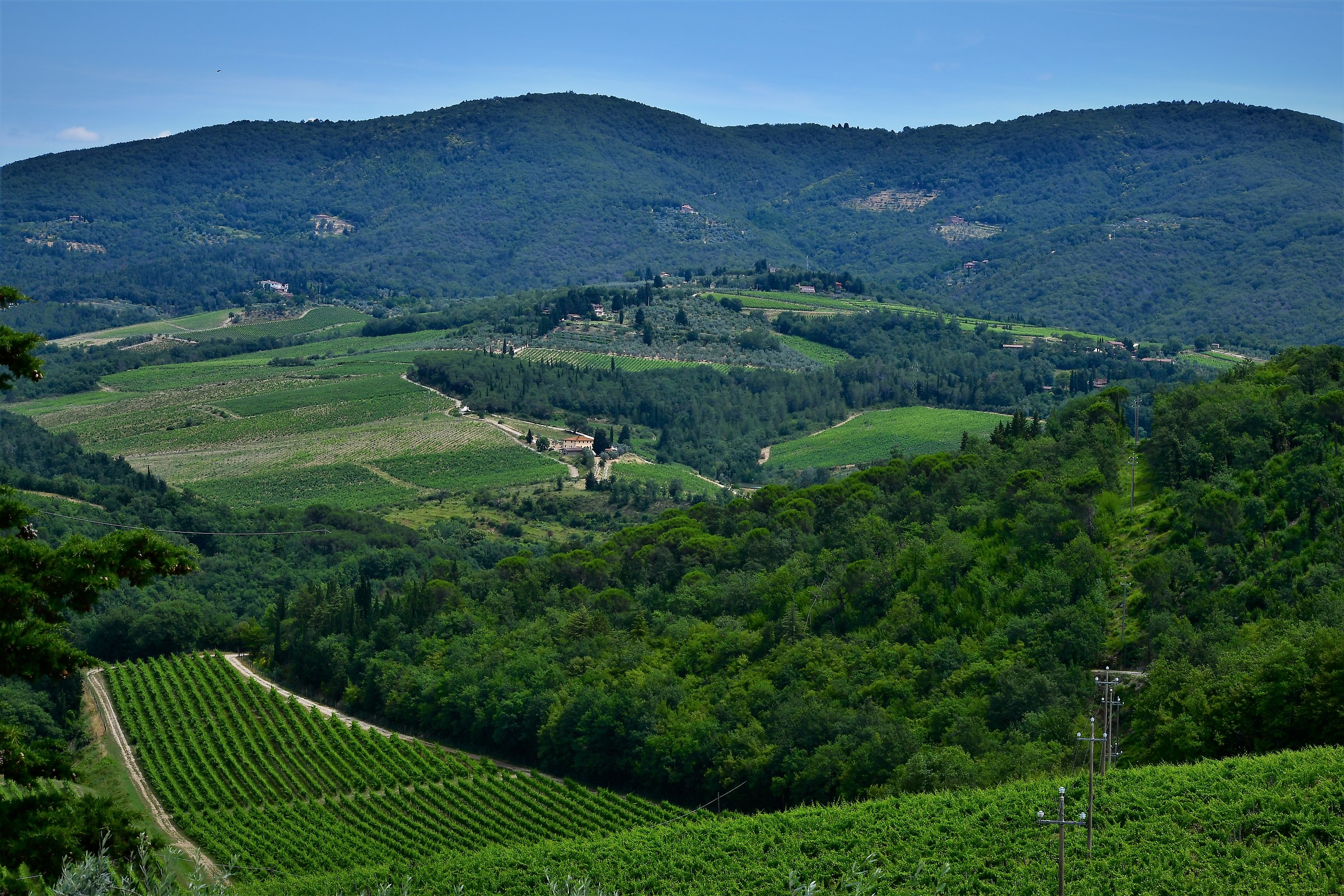 Vineyards in Tuscany...