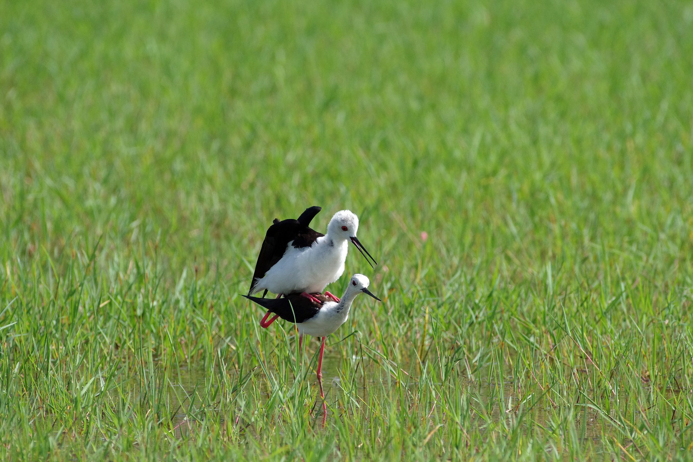 Black-Winged Stilt...