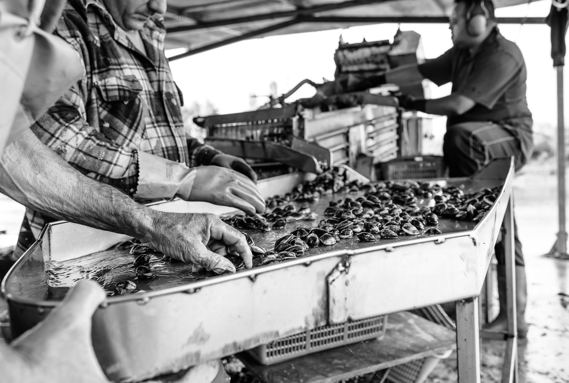 Fishermen of cockles-Comacchio...