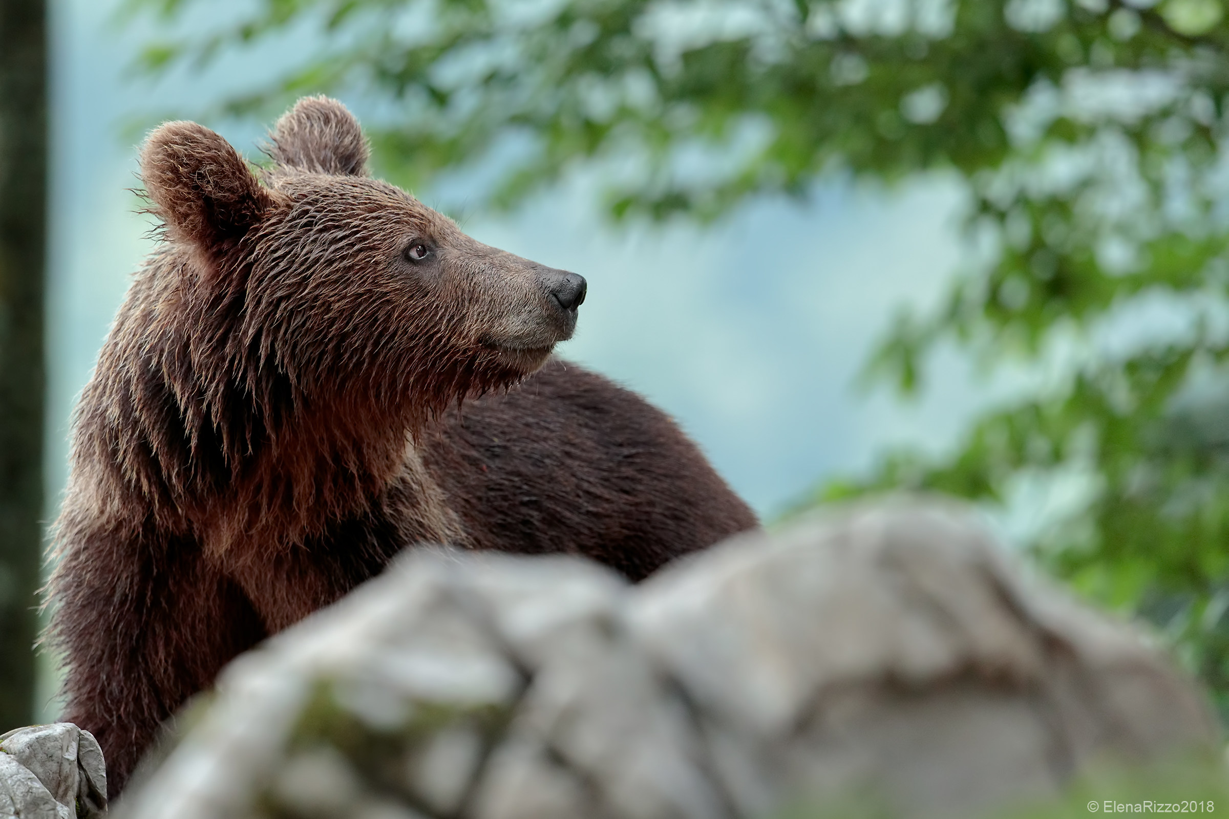 Orso bruno...