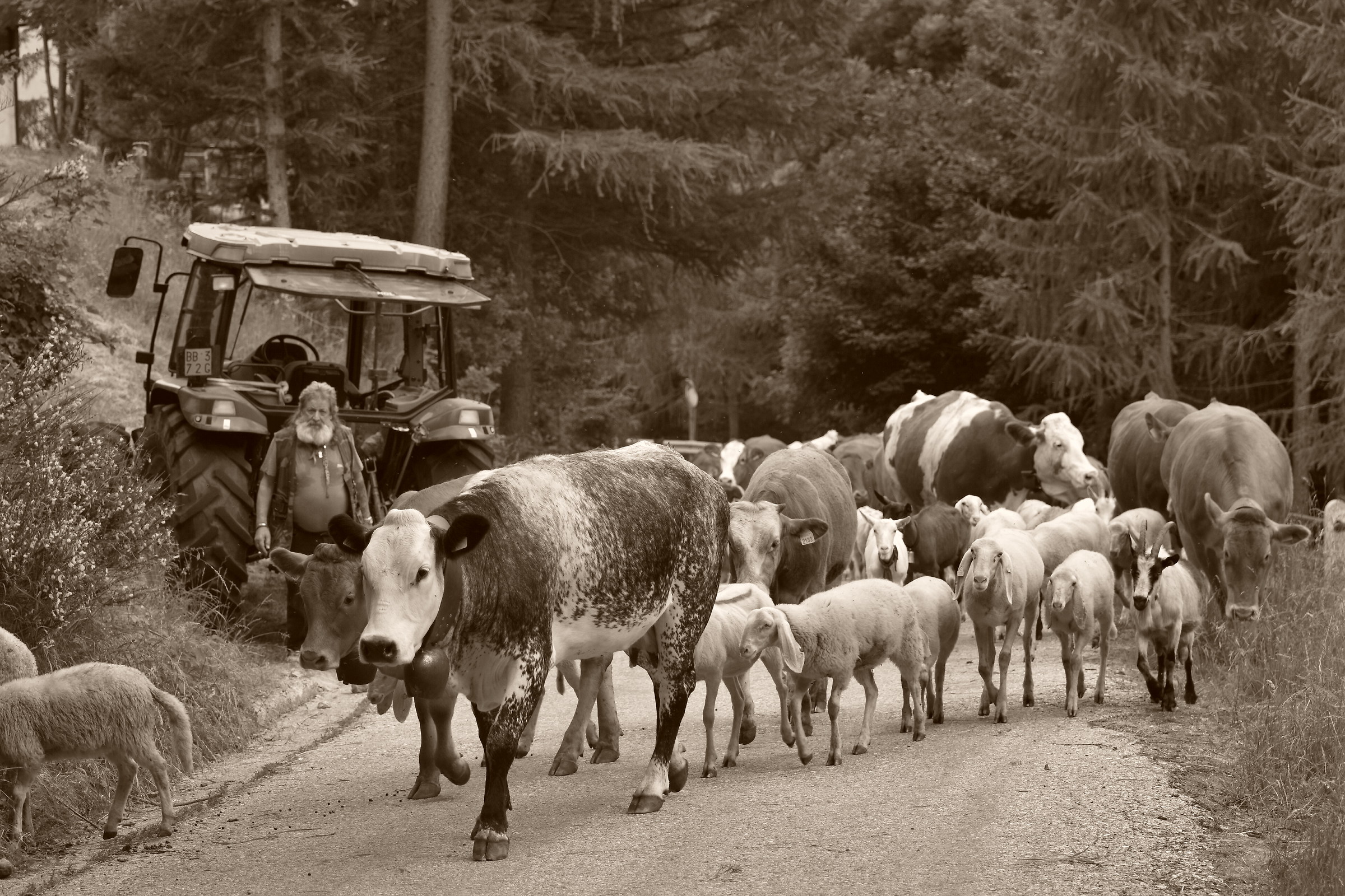 Transhumance...