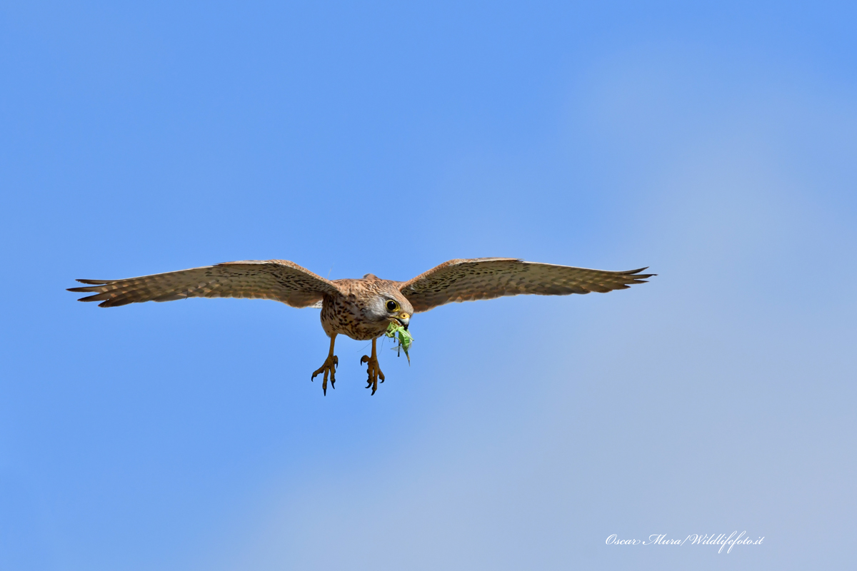 Falcon Kestrel...