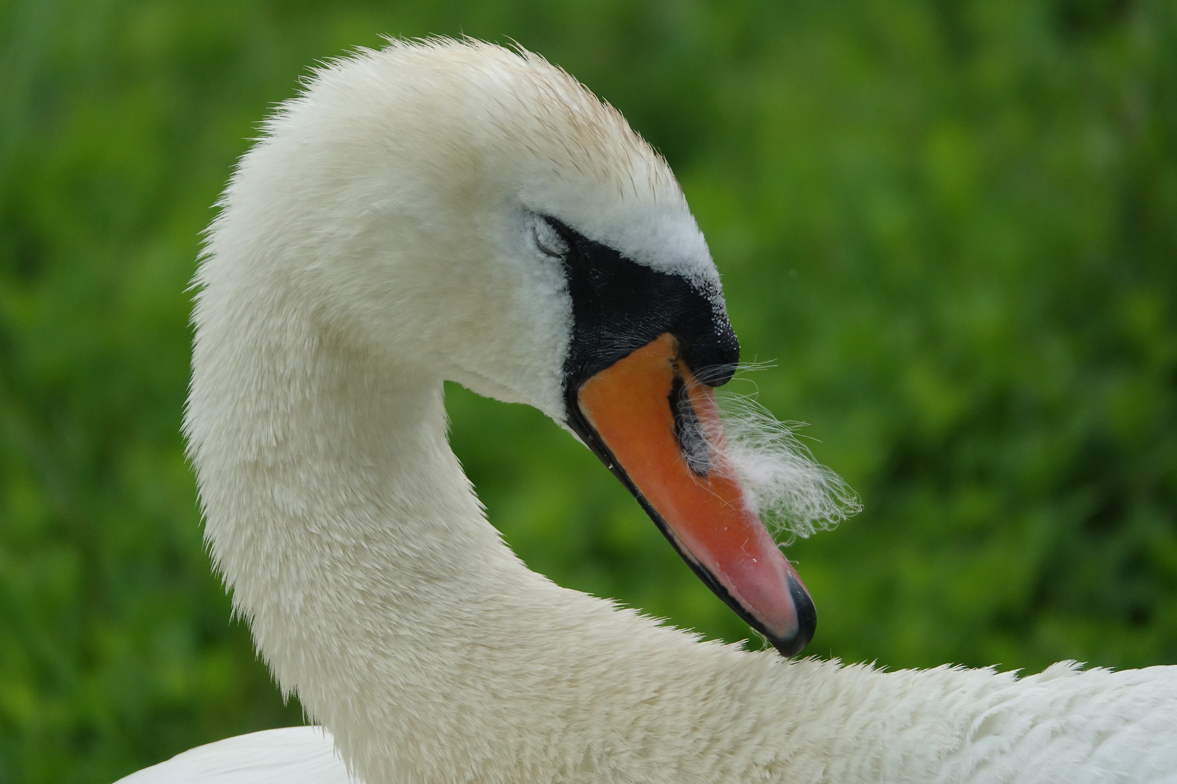 Swan with Mustache...