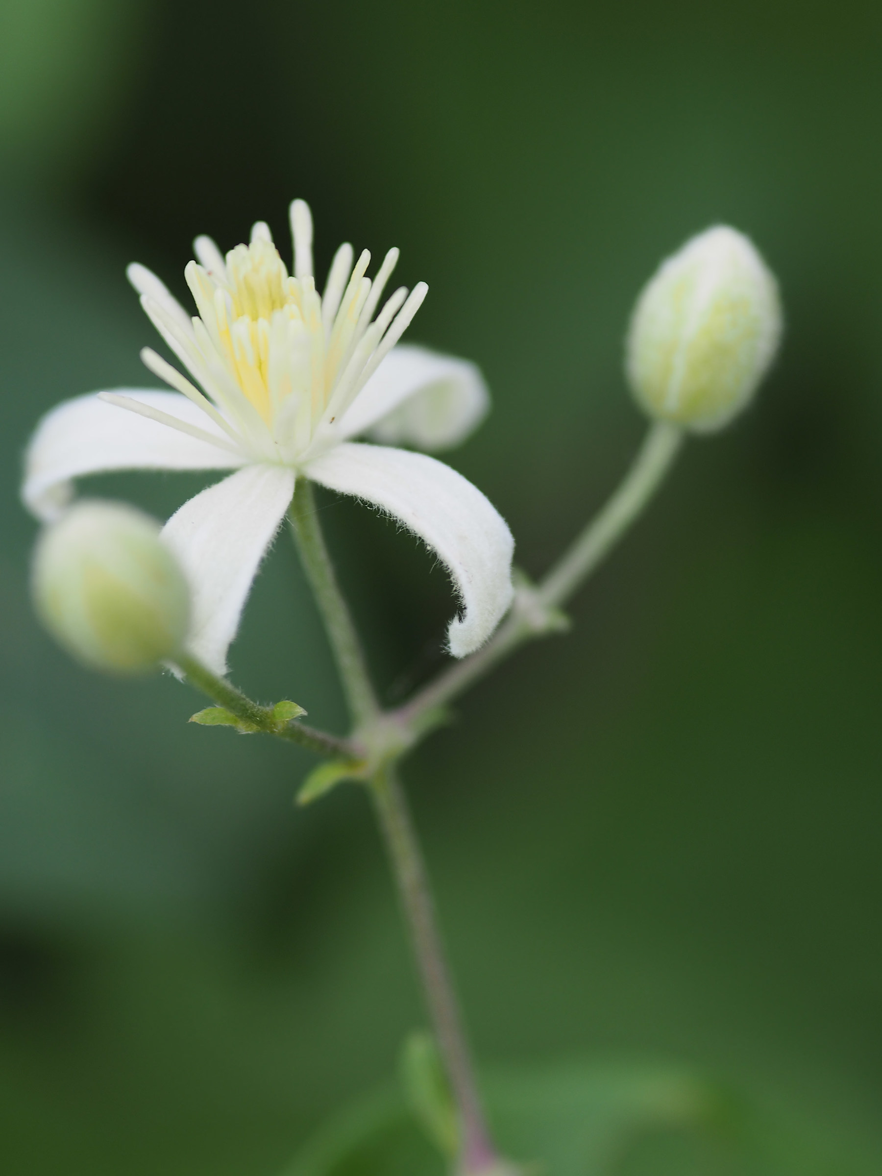 Clematis vitalba...