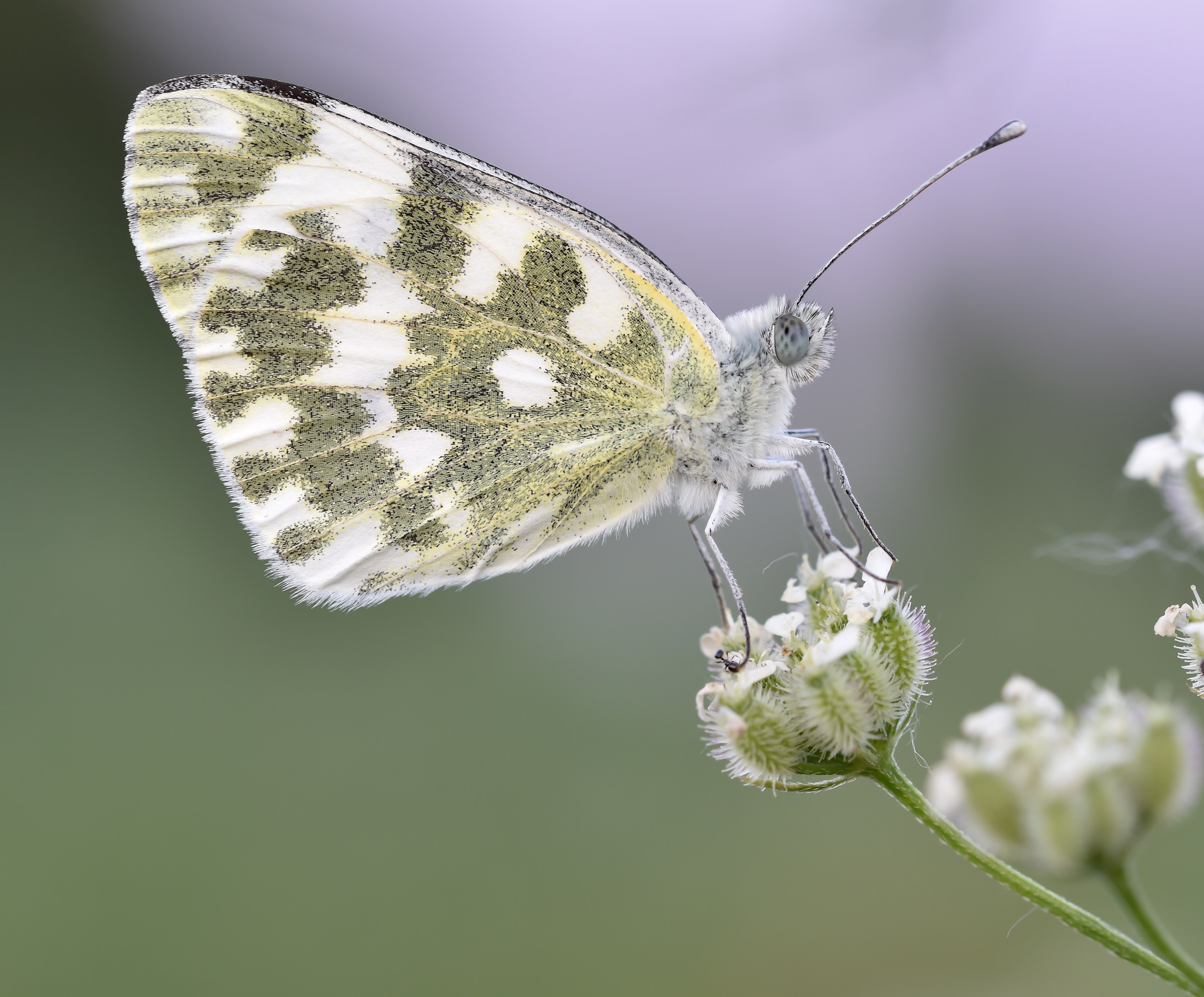 Pontia edusa...
