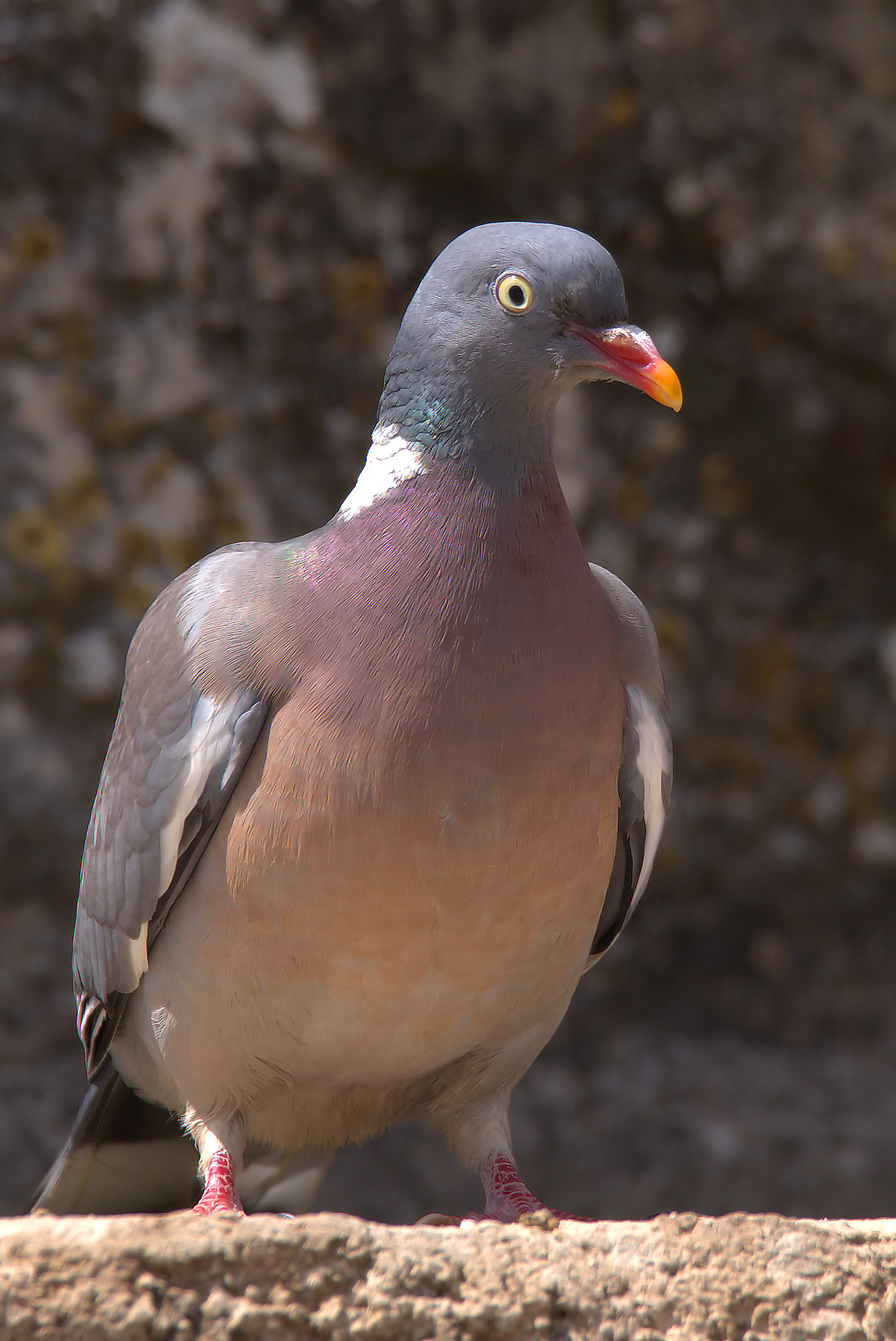 Wood Pigeon...