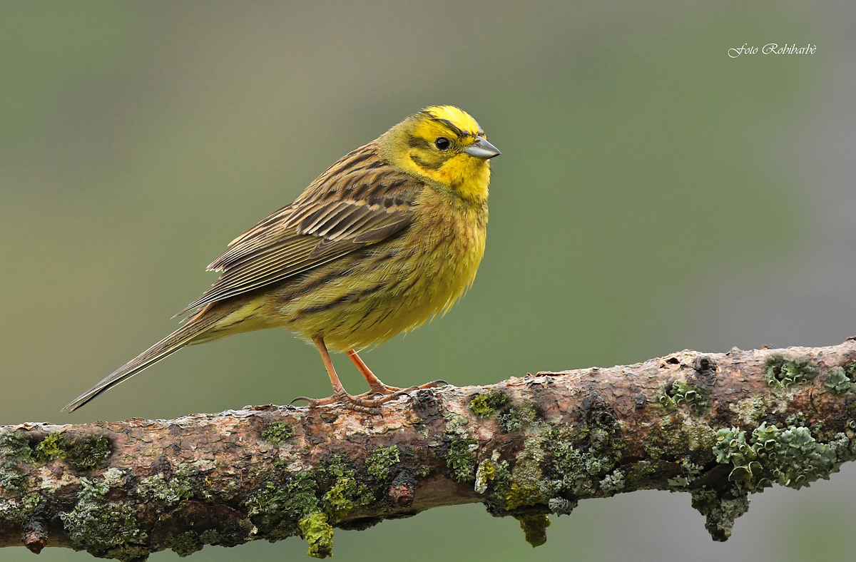 Yellowhammer......