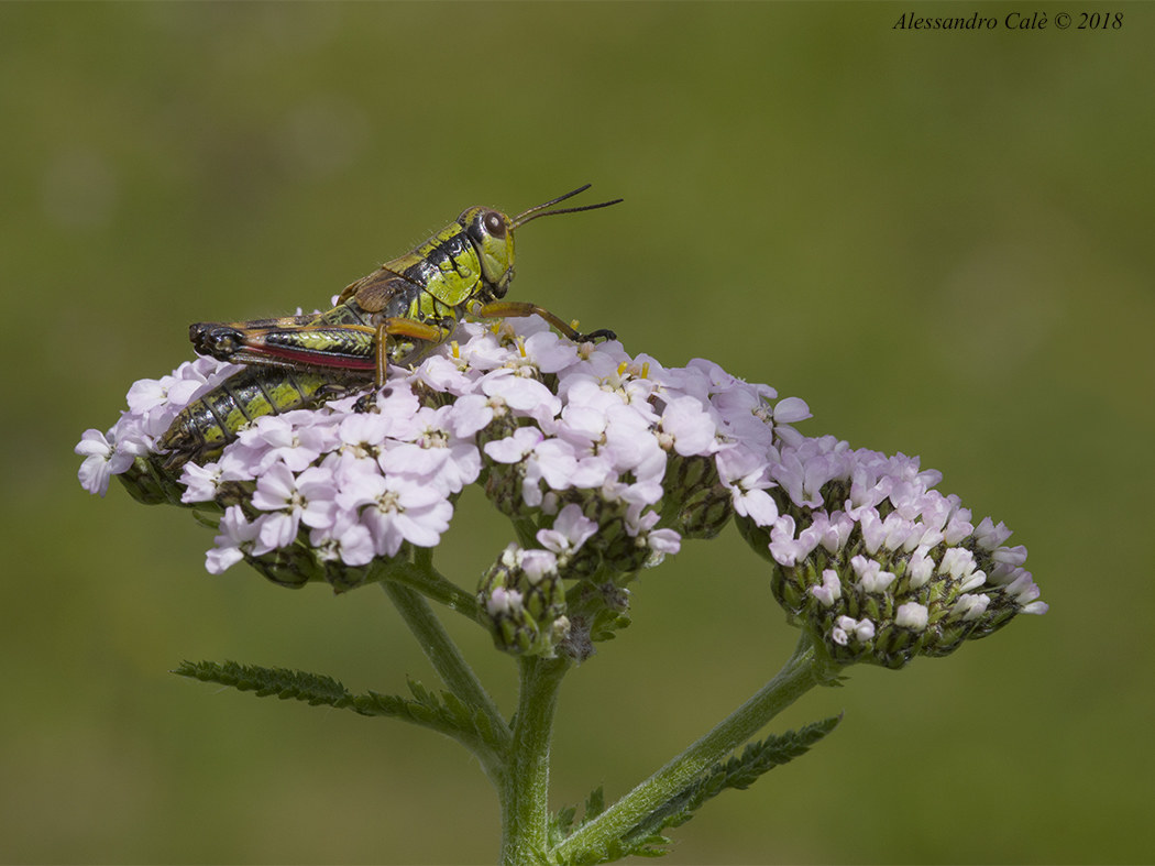 Grasshopper on Flower 1020...