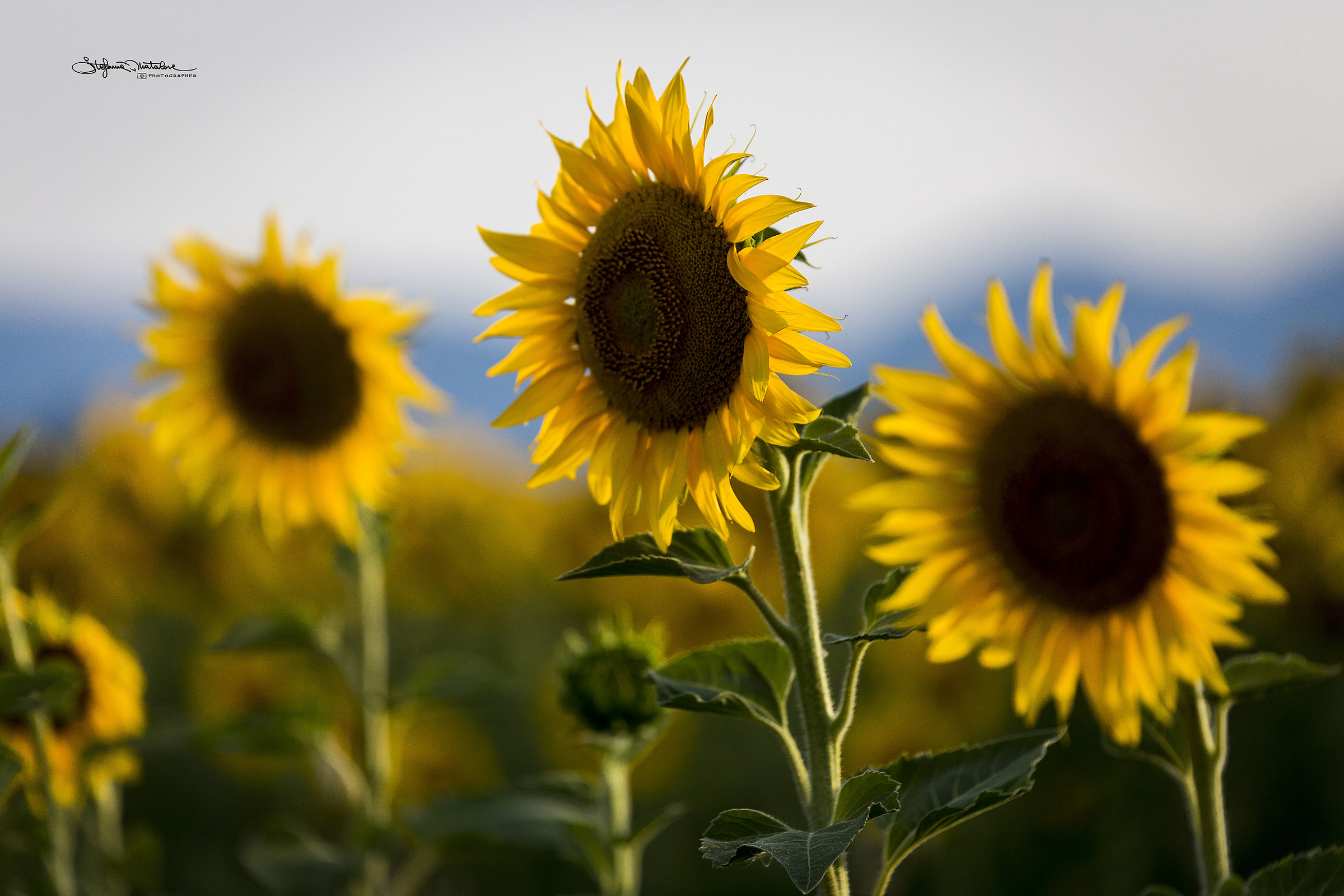 Sunflower...