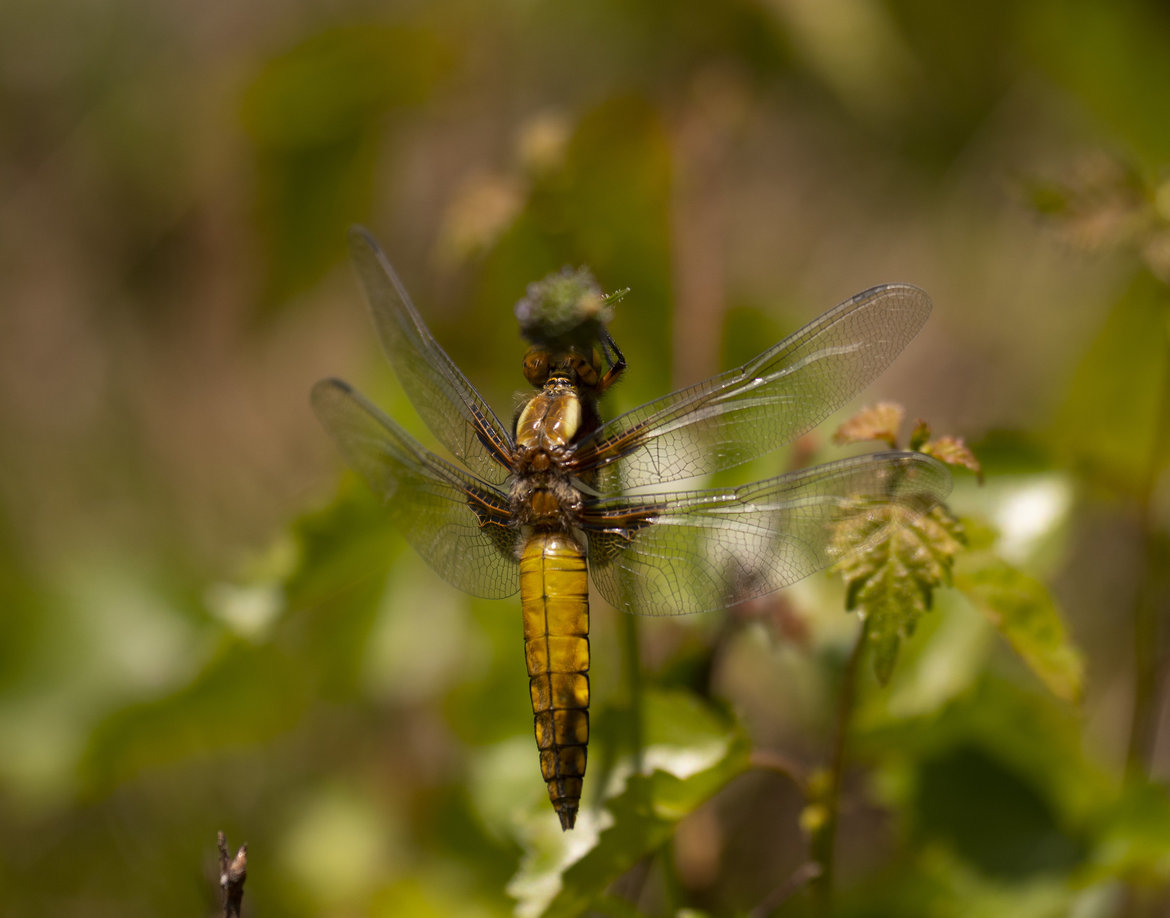 Libellula depressa...