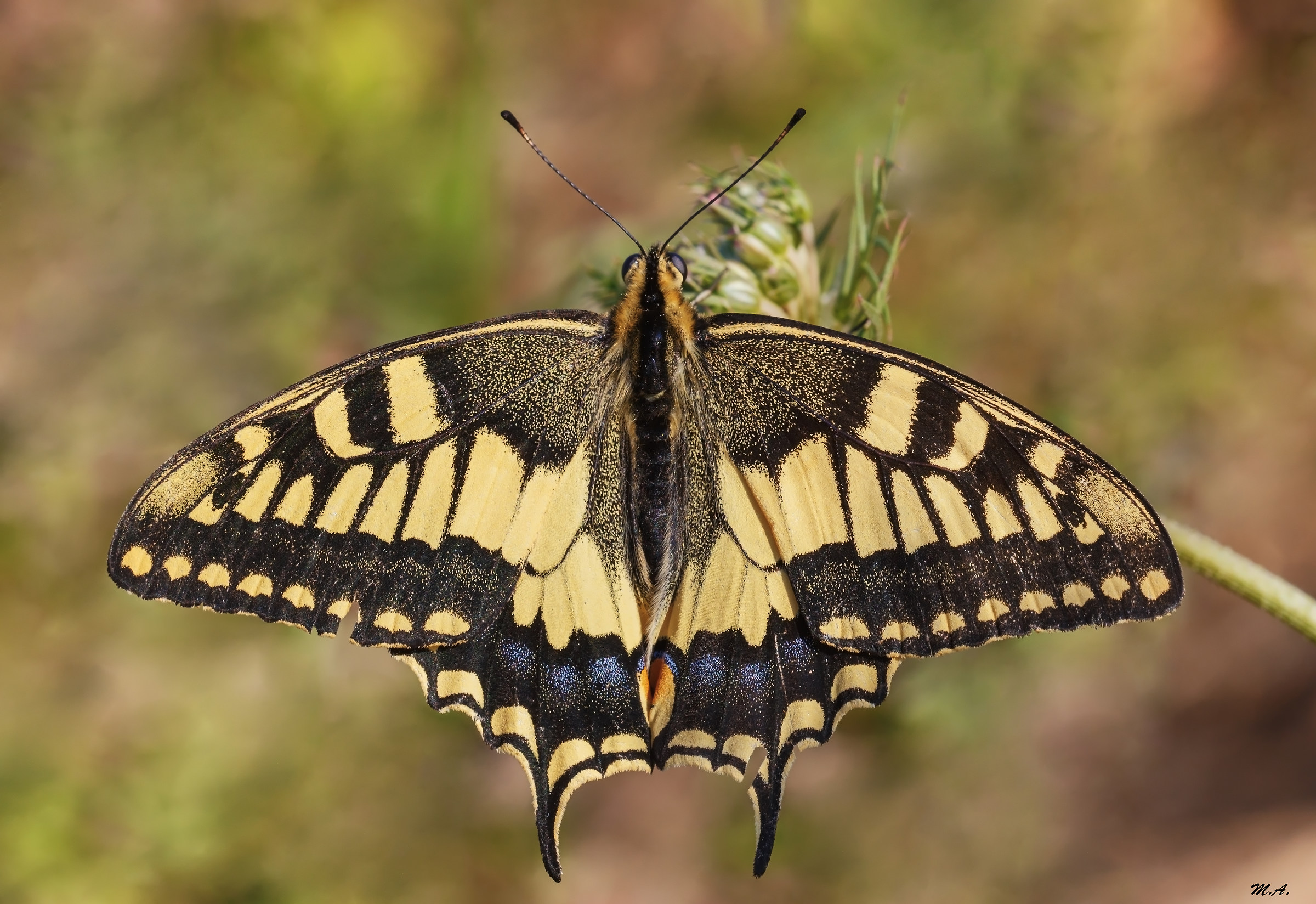 Papilio machaon (Linnaeus 1758)...