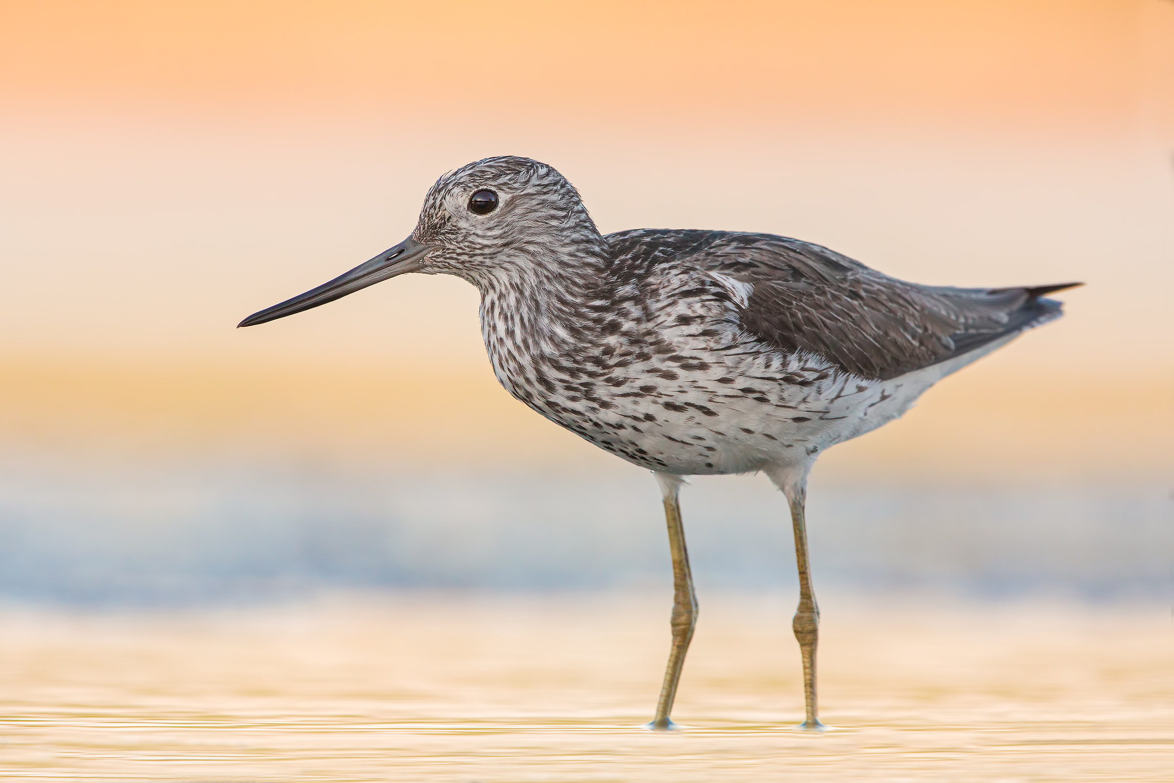 As in the old days (Greenshank)...
